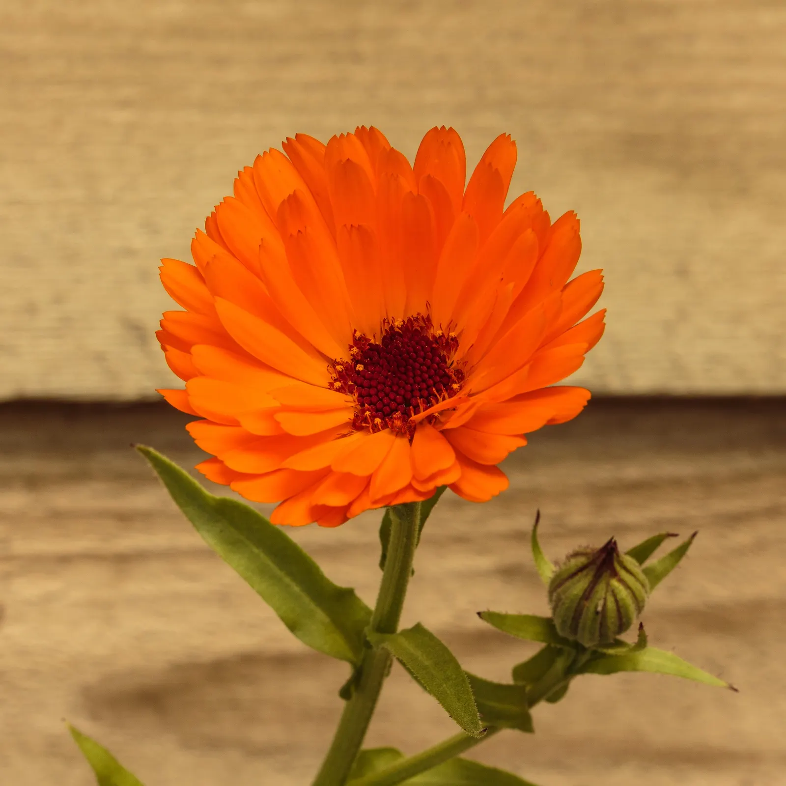 Marigold (Tagetes Hybrids) — Marigolds generally range in height from a modest 6 inches to an imposing 18 inches; their pungent scent is a natural, image 84