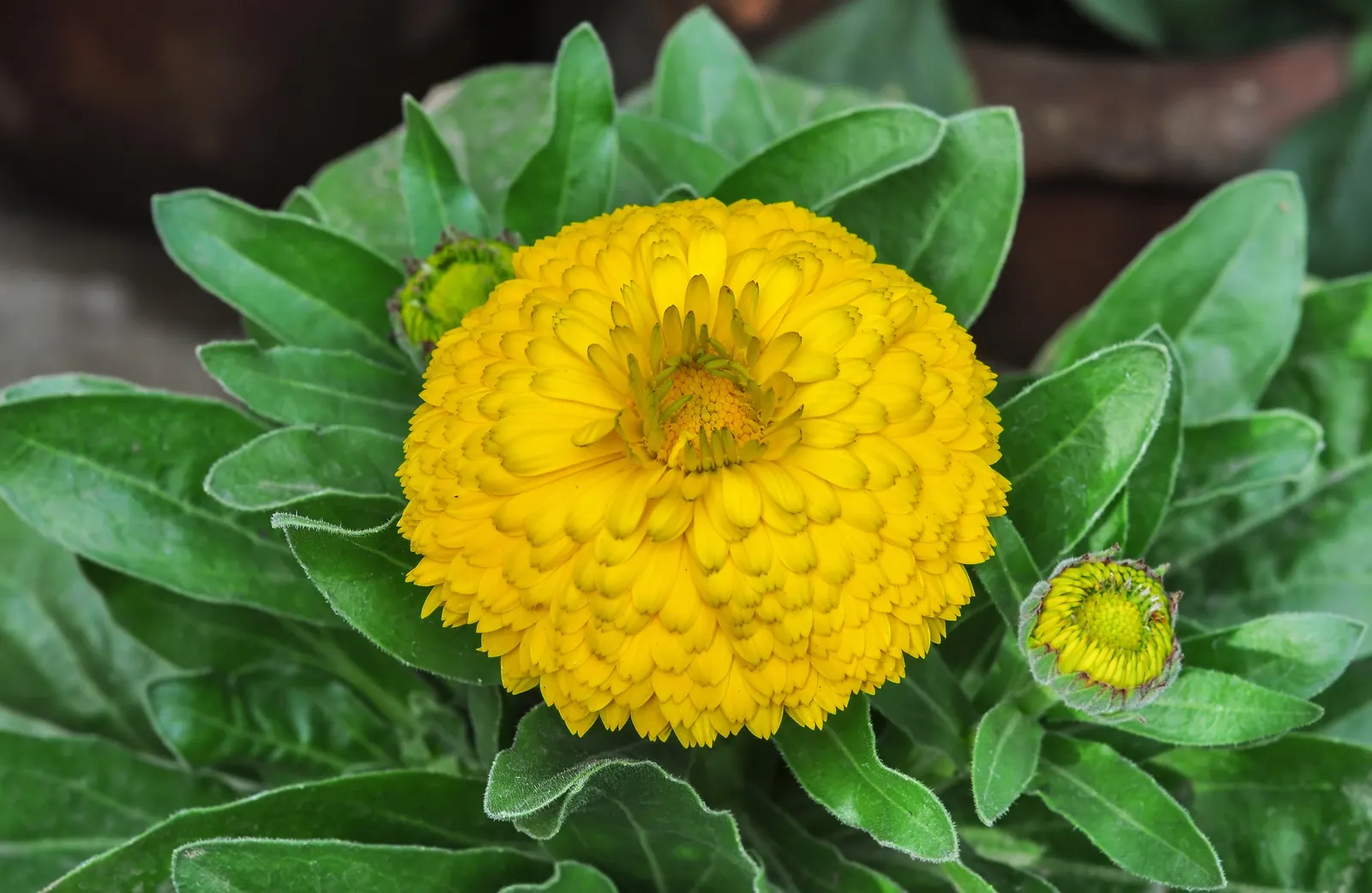 Marigold (Tagetes Hybrids) — although regular watering during prolonged dry spells will keep them thriving.<br><br>When planting; their distinctive, image 107