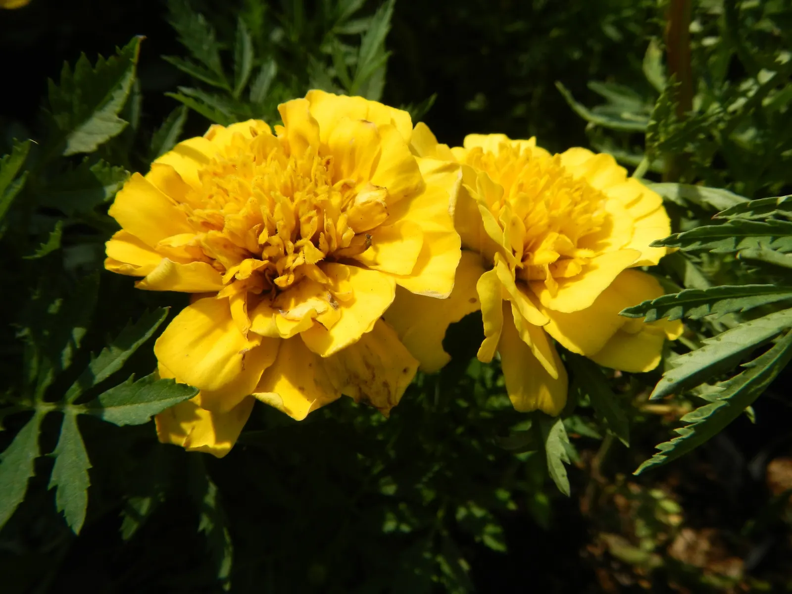 Marigold (Tagetes Hybrids) — marigolds should be spaced about 8 to 10 inches apart; although regular watering during prolonged dry spells will keep, image 127