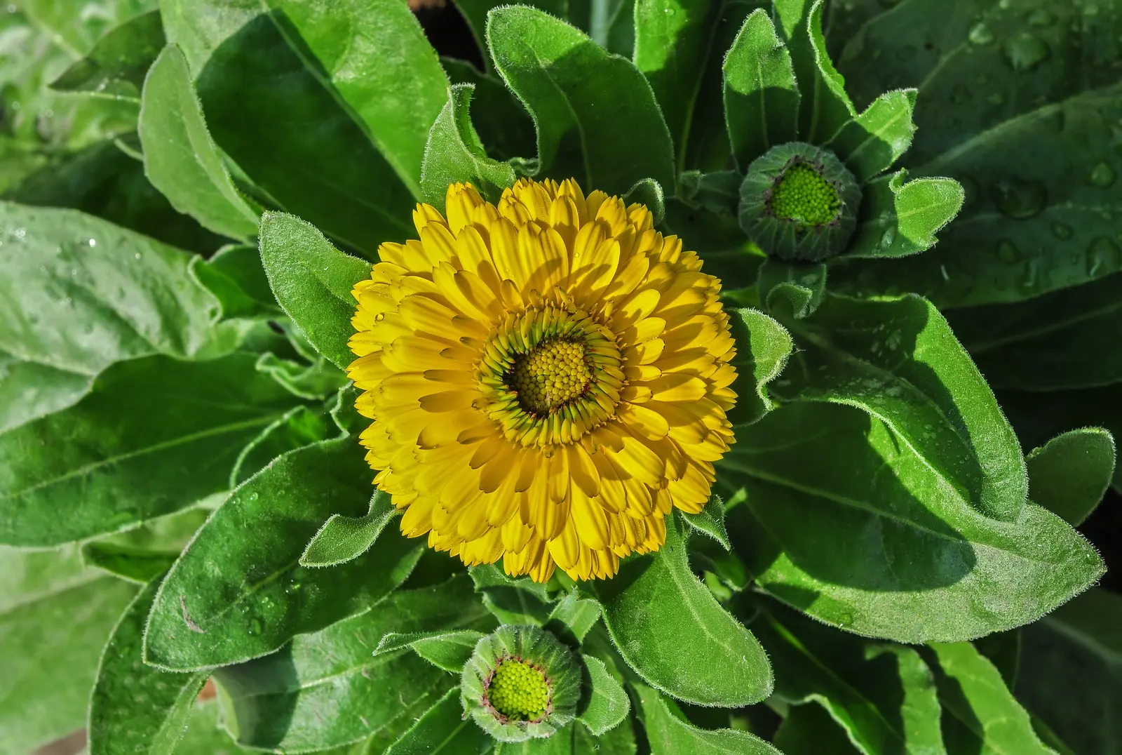 Marigold (Tagetes Hybrids) — These robust plants are renowned for their vivid yellow, orange, and deep red flowers; marigolds generally range in, image 121