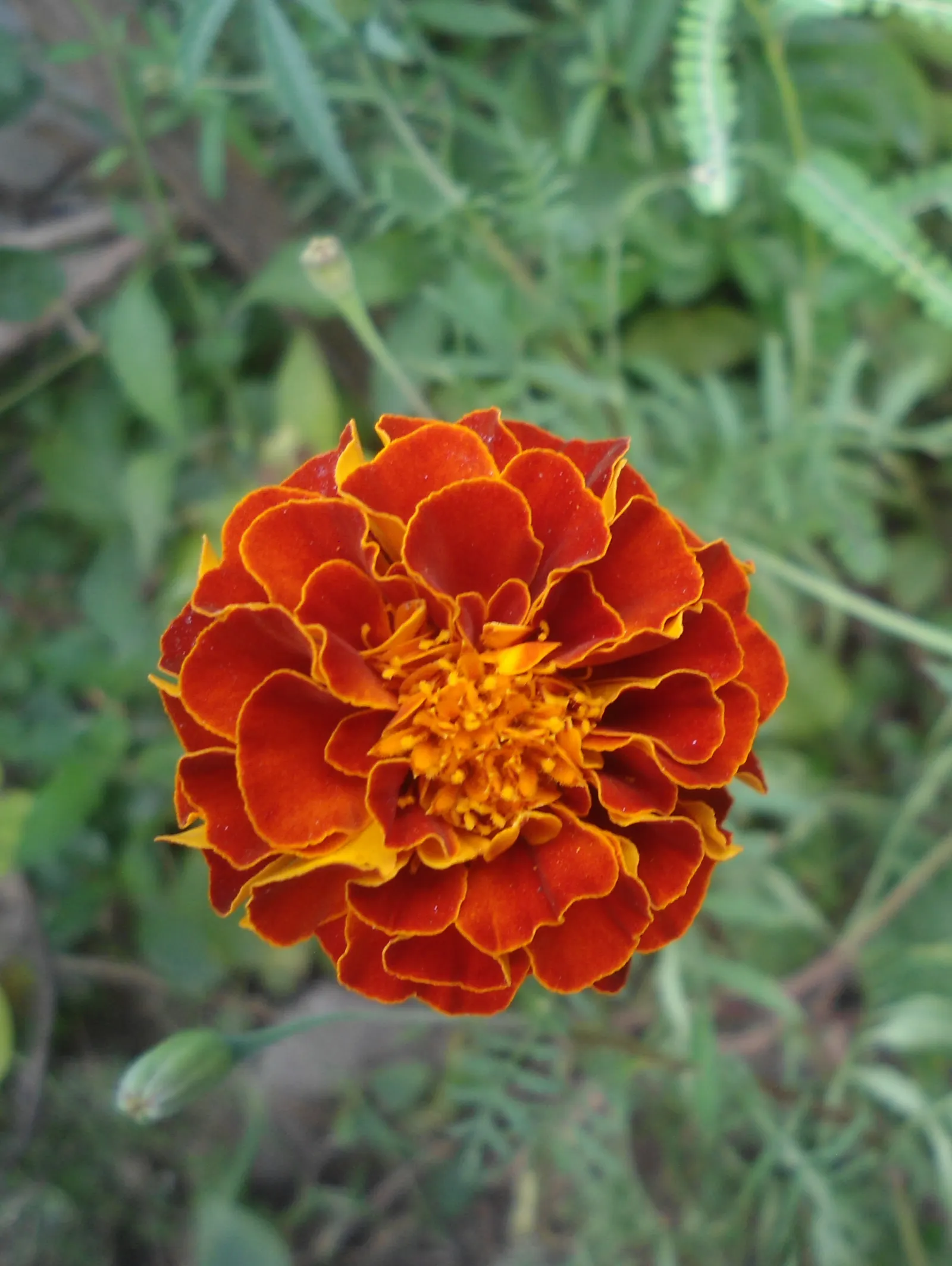 Marigold (Tagetes Hybrids) — Marigold (Tagetes hybrids) is a vibrant annual bloom that brings a splash of color to any landscape design; annual, image 158