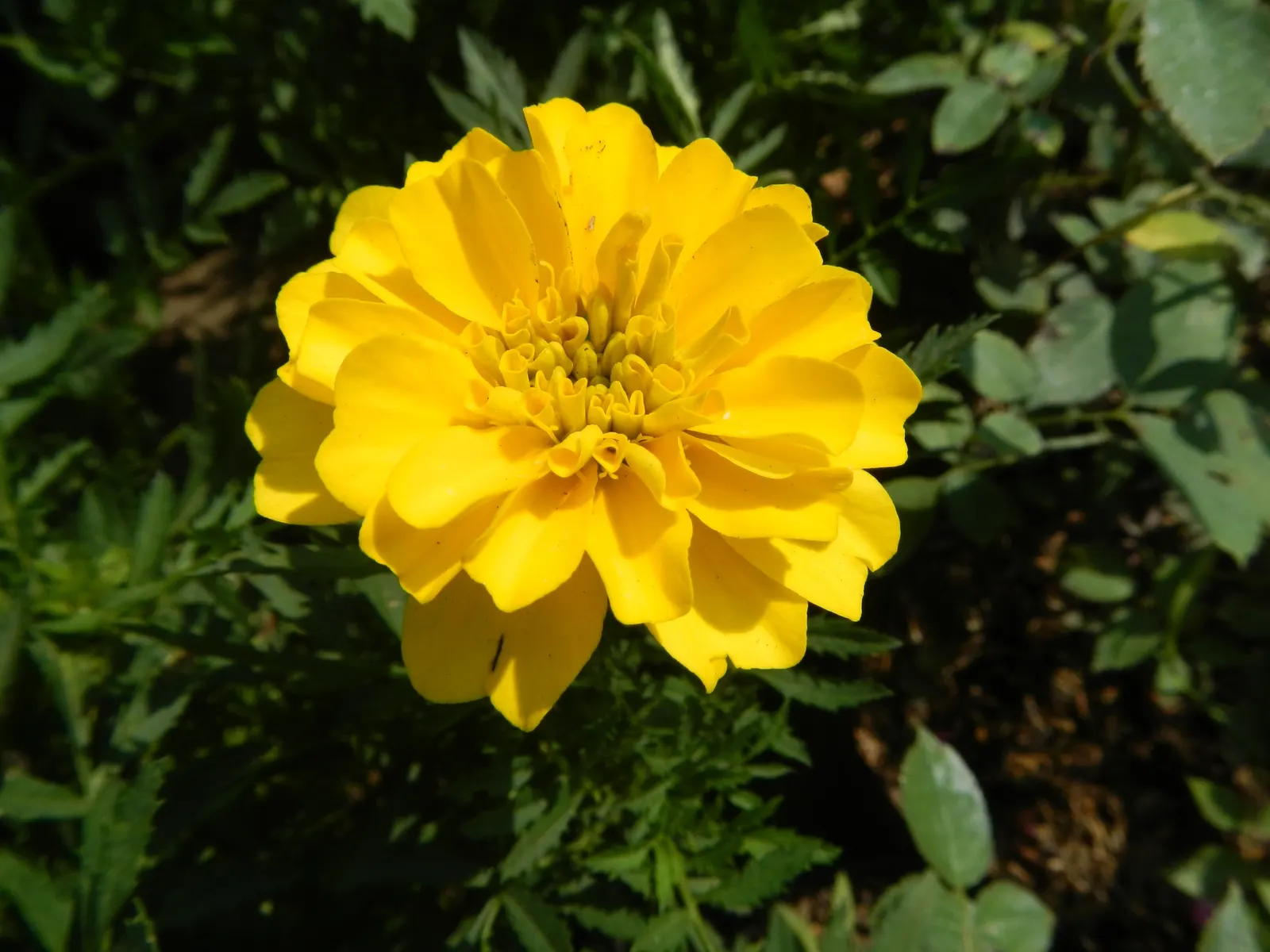 Marigold (Tagetes Hybrids) — annual bloomers offering a warm color palette from golden yellow to deep orange; known for pest-repelling properties, image 134