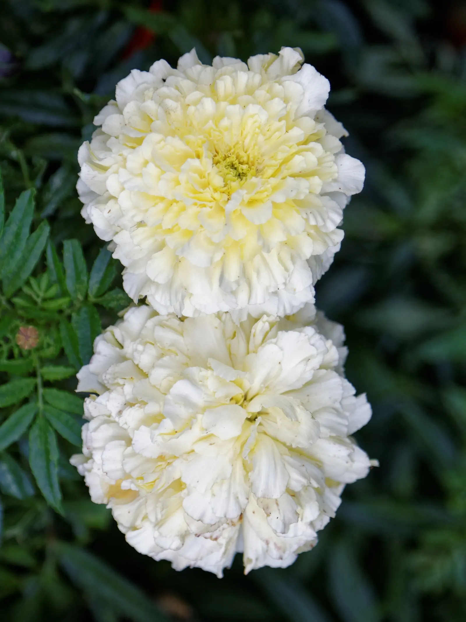 Marigold (Tagetes Hybrids) — They prefer well-drained soil and thrive in full sunlight, defined as at least 6 hours of direct sun daily, image 162