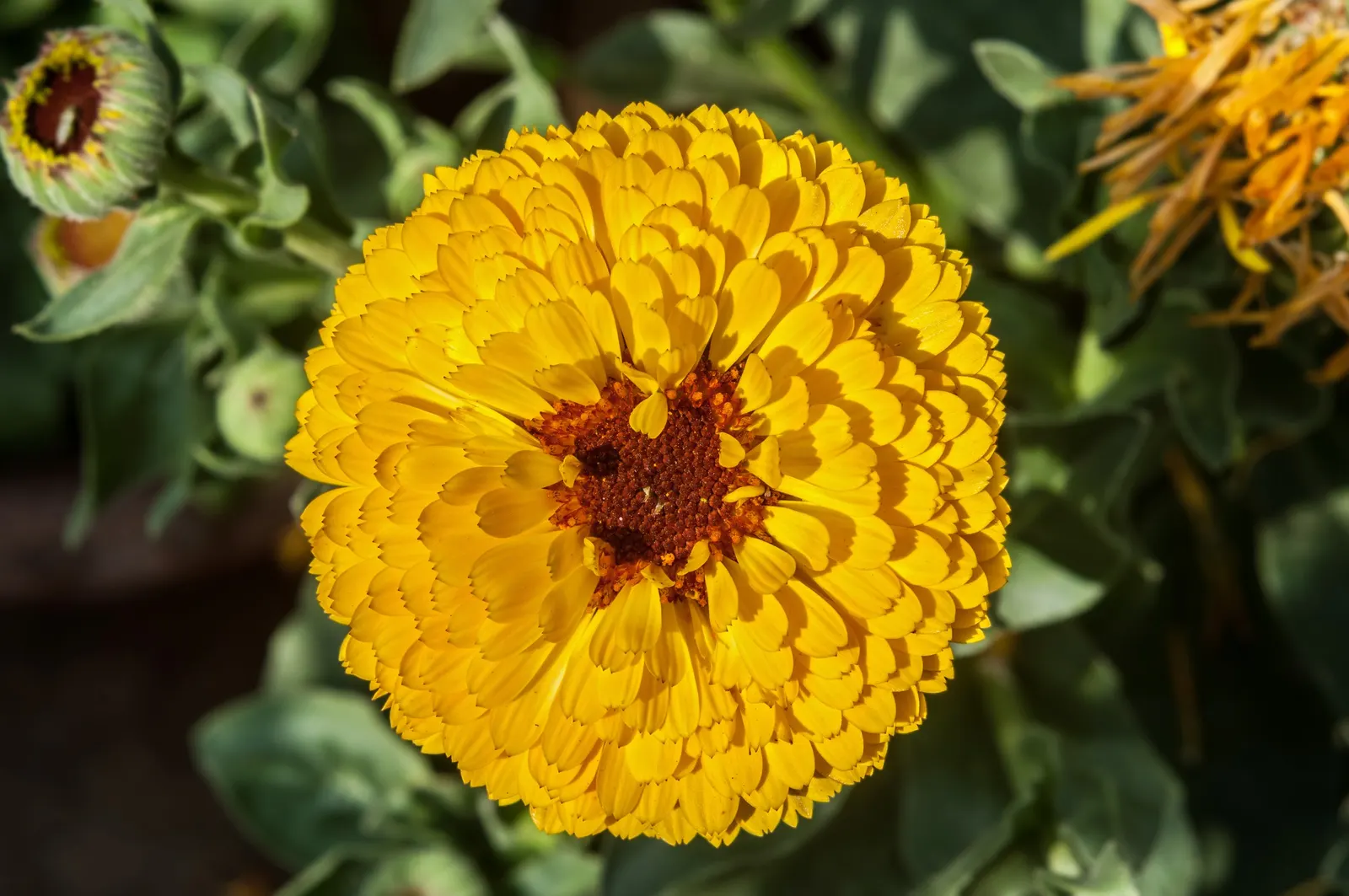 Marigold (Tagetes Hybrids) — Marigold (Tagetes hybrids) is a vibrant annual bloom that brings a splash of color to any landscape design; annual, image 101
