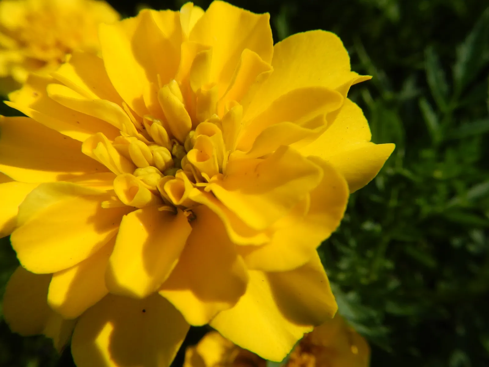 Marigold (Tagetes Hybrids) — ensuring ample airflow to deter mildew and promote healthy growth; annual for full, image 128