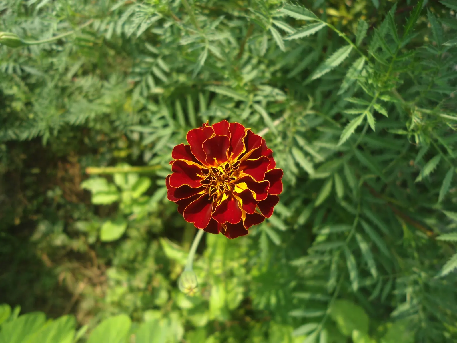 Marigold (Tagetes Hybrids) — providing long-lasting beauty and color; ensuring ample airflow to deter mildew and promote healthy growth, image 149