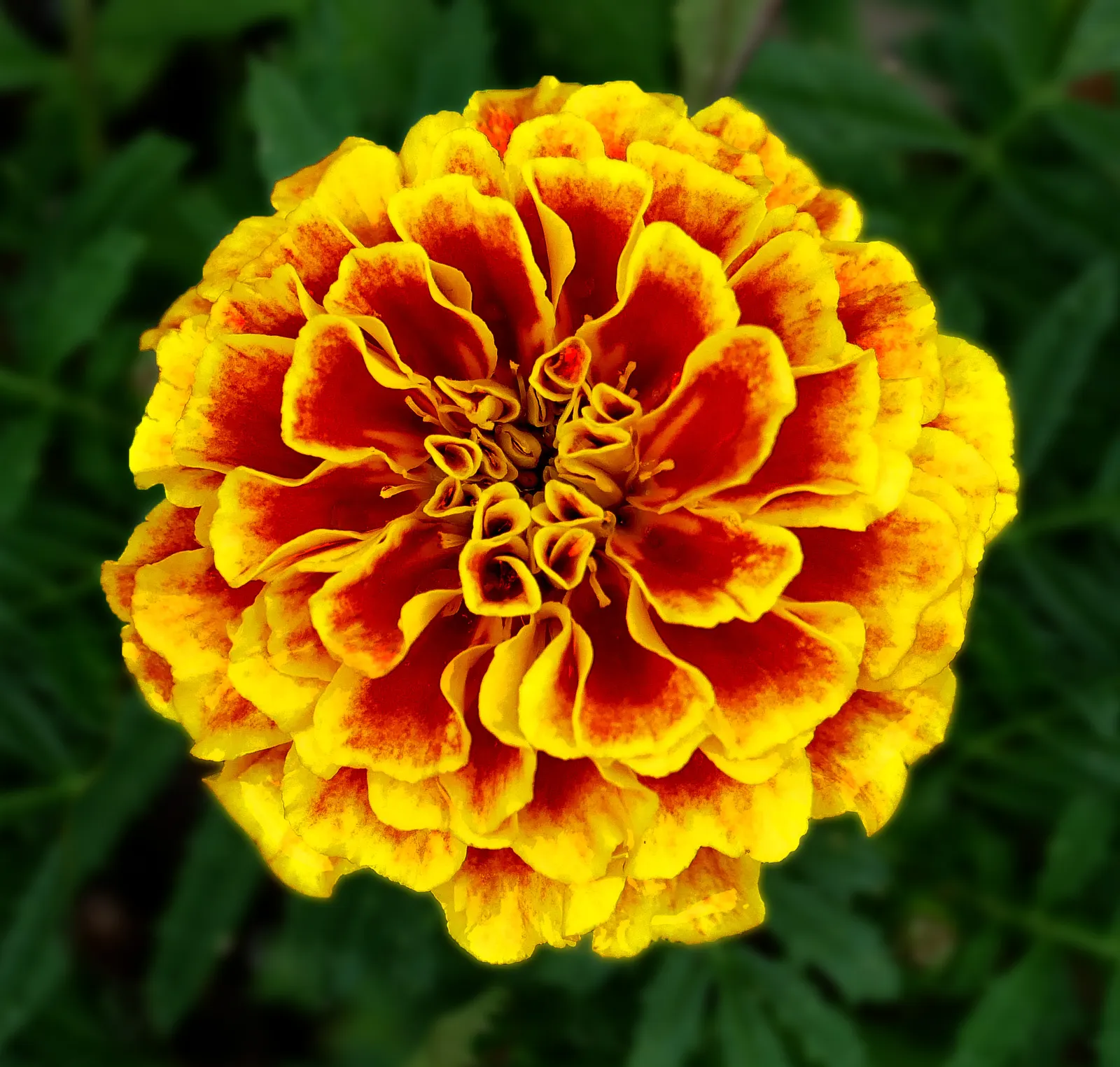 Marigold (Tagetes Hybrids) — annual with gold and yellow blooms; and can spread approximately 6 to 24 inches wide, image 151