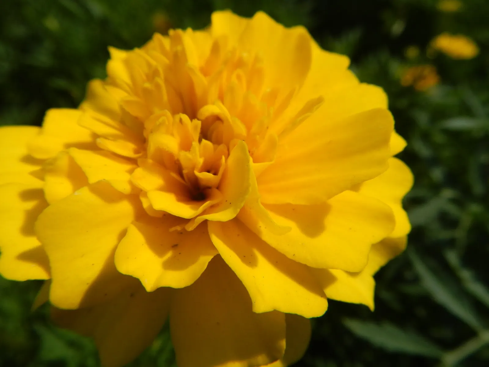 Marigold (Tagetes Hybrids) — Common heights range from 6 to 24 inches, appealing for borders, beds, and container accents; these flowers are heat, image 135