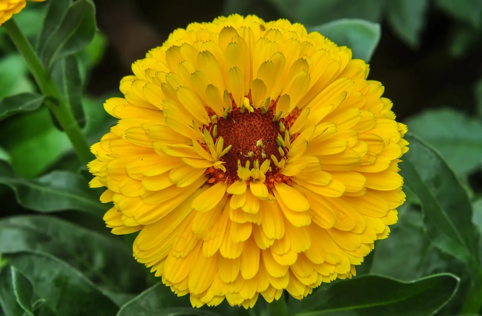 Marigold (Tagetes Hybrids) — annual bloomers offering a warm color palette from golden yellow to deep orange; known for pest-repelling properties, image 115