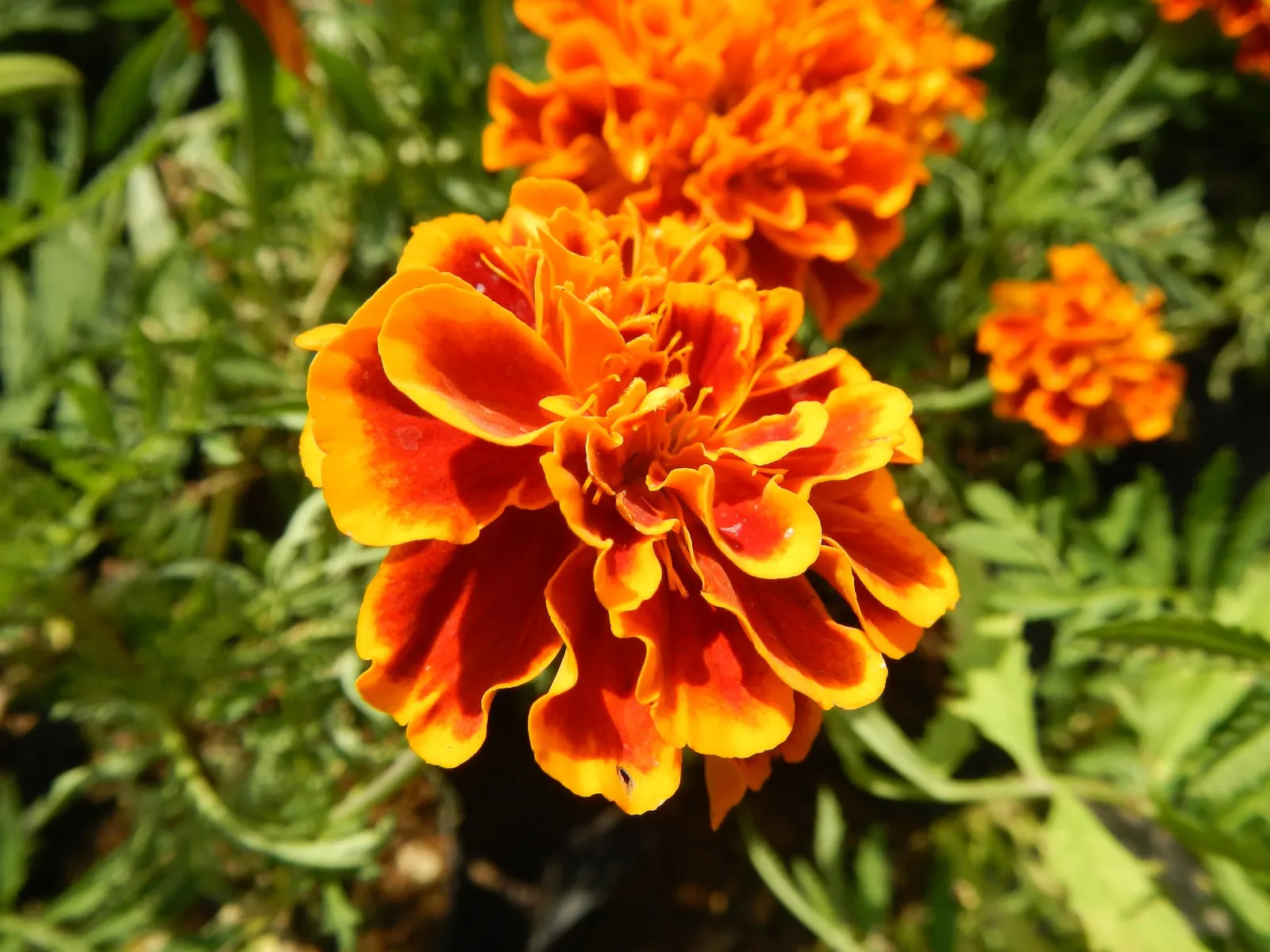 Marigold (Tagetes Hybrids) — marigolds should be spaced about 8 to 10 inches apart; although regular watering during prolonged dry spells will keep, image 165