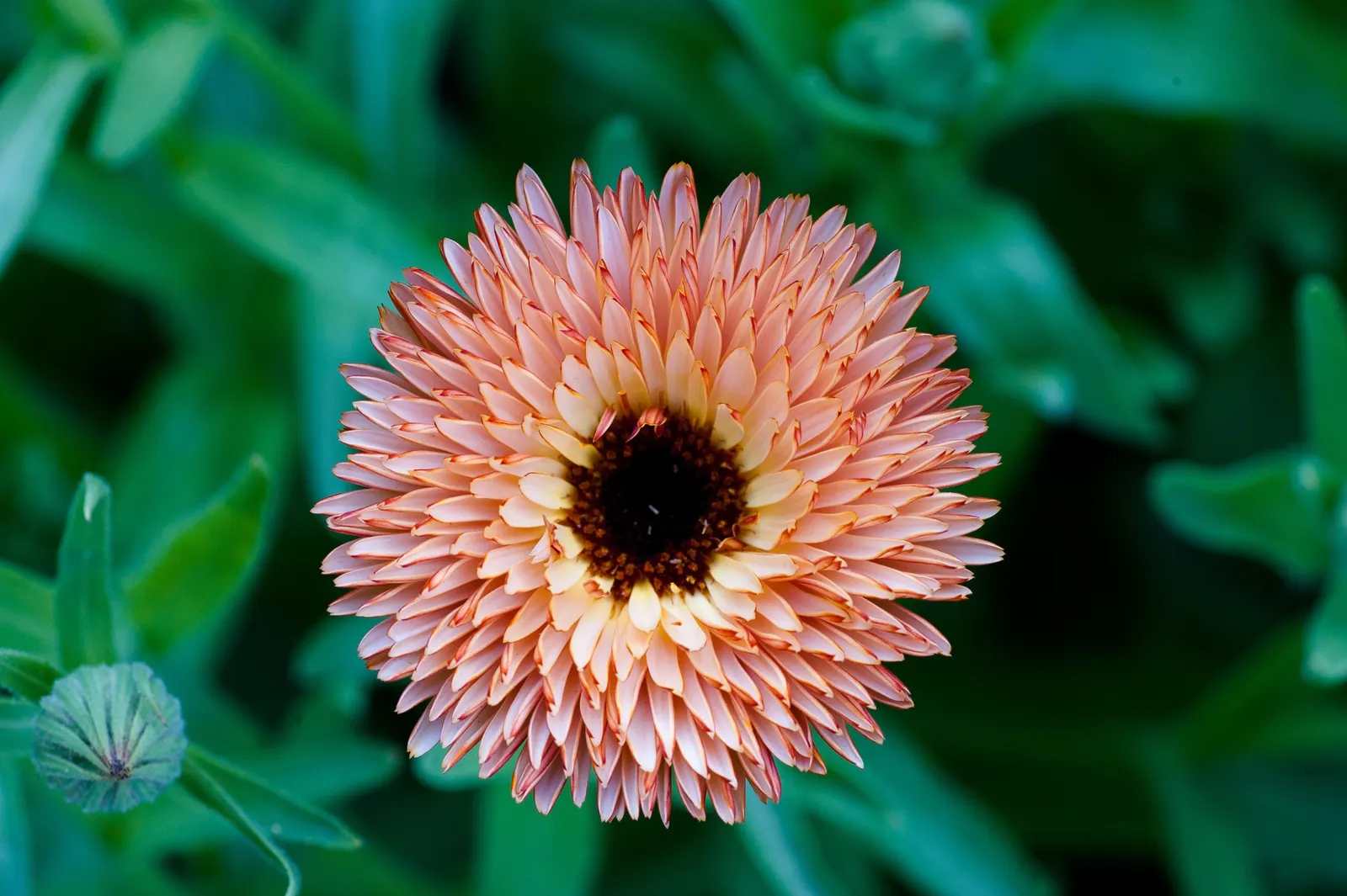 Marigold (Tagetes Hybrids) — Known for pest-repelling properties, they're a practical choice for organic gardeners; marigold (Tagetes hybrids) is a, image 61