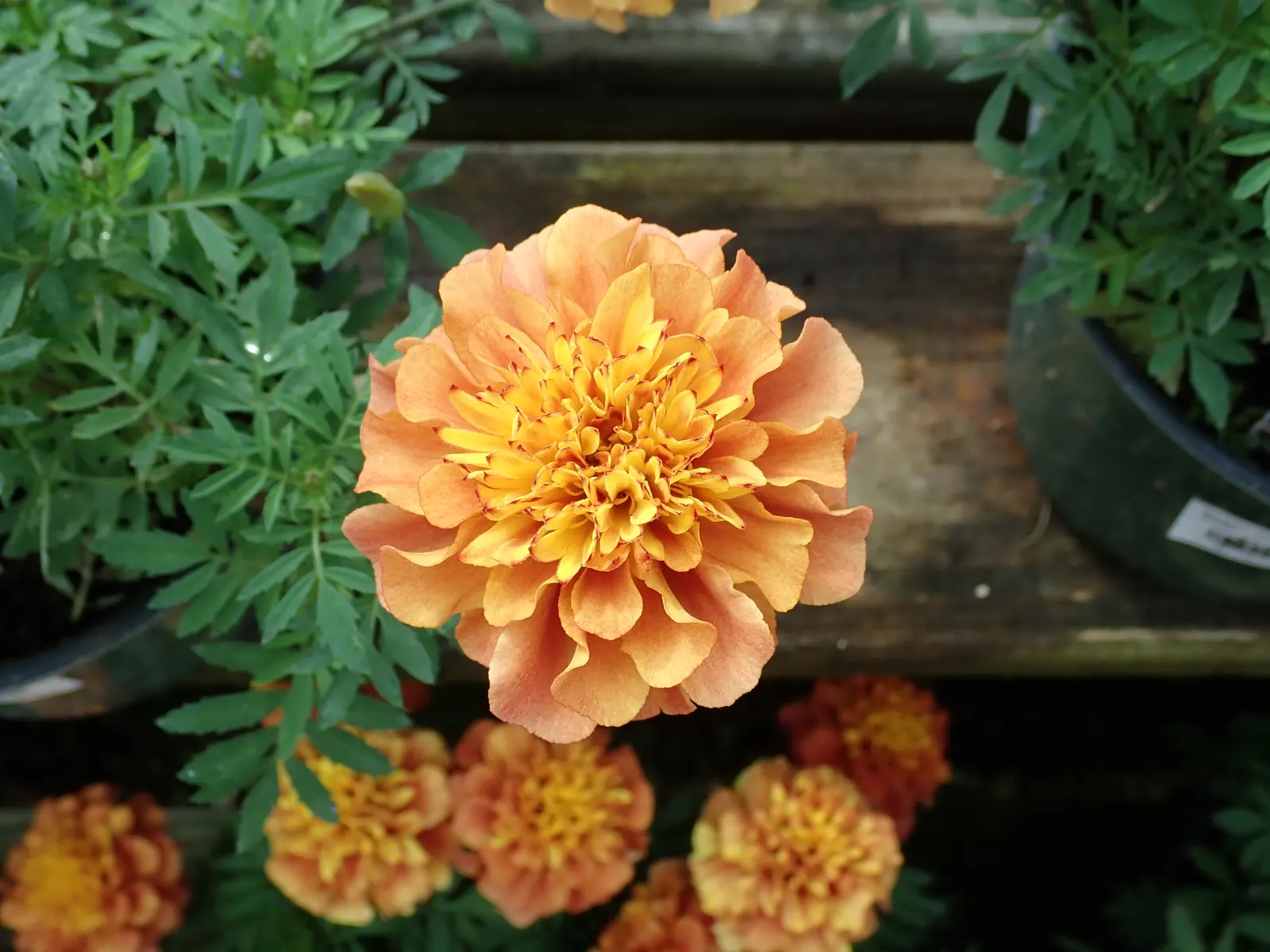 Marigold (Tagetes Hybrids) — These robust plants are renowned for their vivid yellow, orange, and deep red flowers; marigolds generally range in, image 45