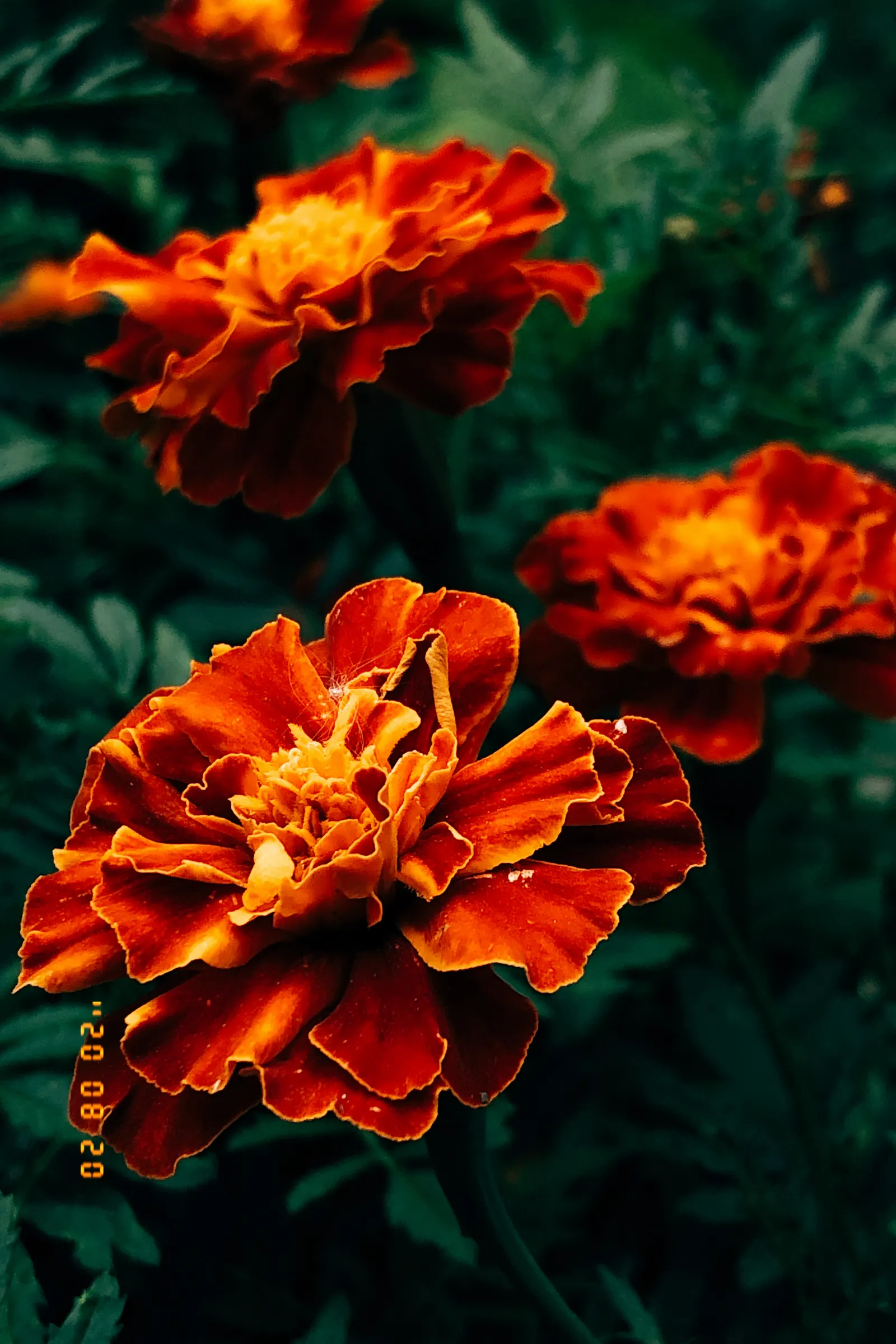 Marigold (Tagetes Hybrids) — gold and yellow flowers in the garden; common heights range from 6 to 24 inches, appealing for borders, beds, and, image 74