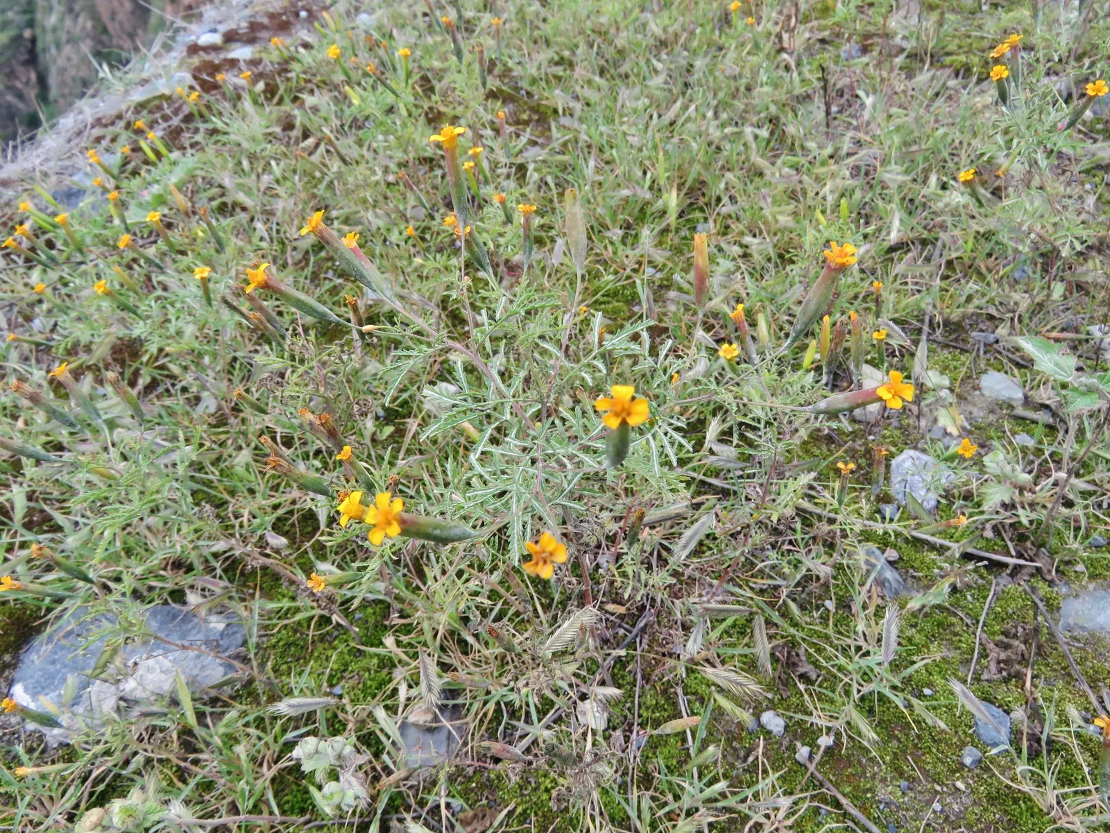 Marigold (Tagetes Hybrids) — These flowers are heat tolerant and resist drought to a degree; gold and yellow flowers in the garden, image 49