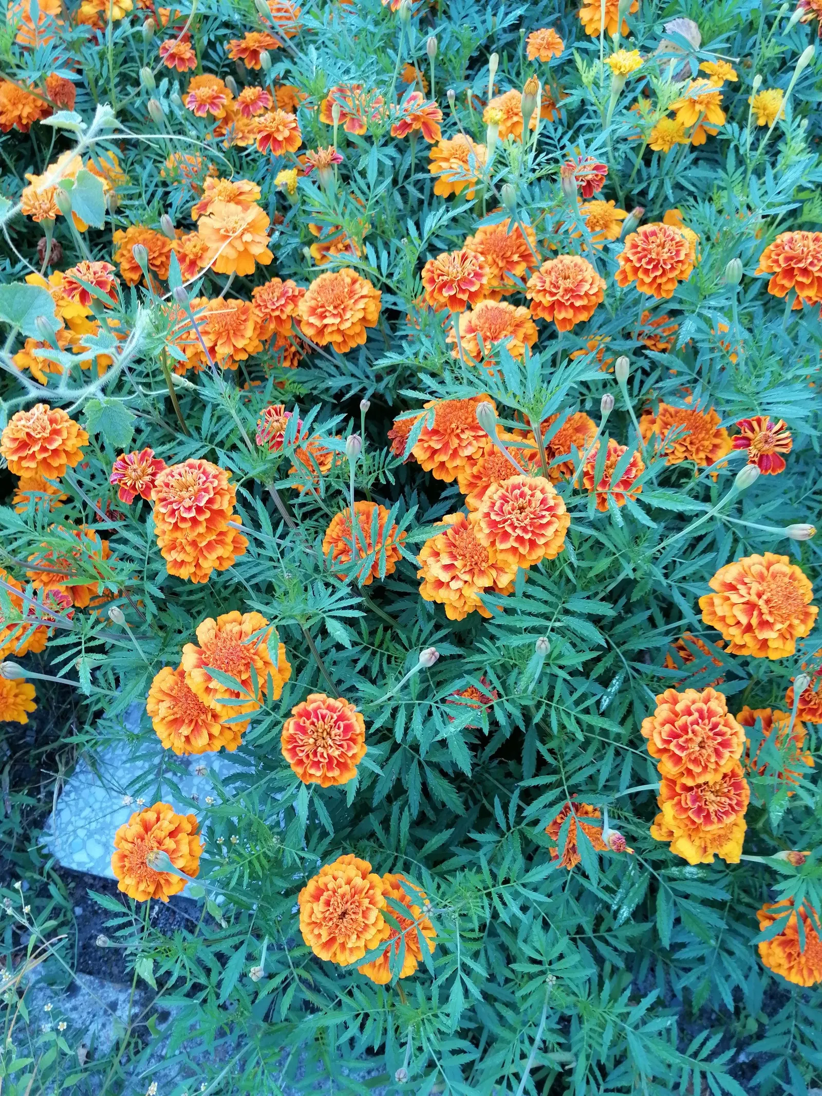 Marigold (Tagetes Hybrids) — Their distinctive scent and prolific nature make them a staple in many landscapes; marigolds should be spaced about 8, image 62