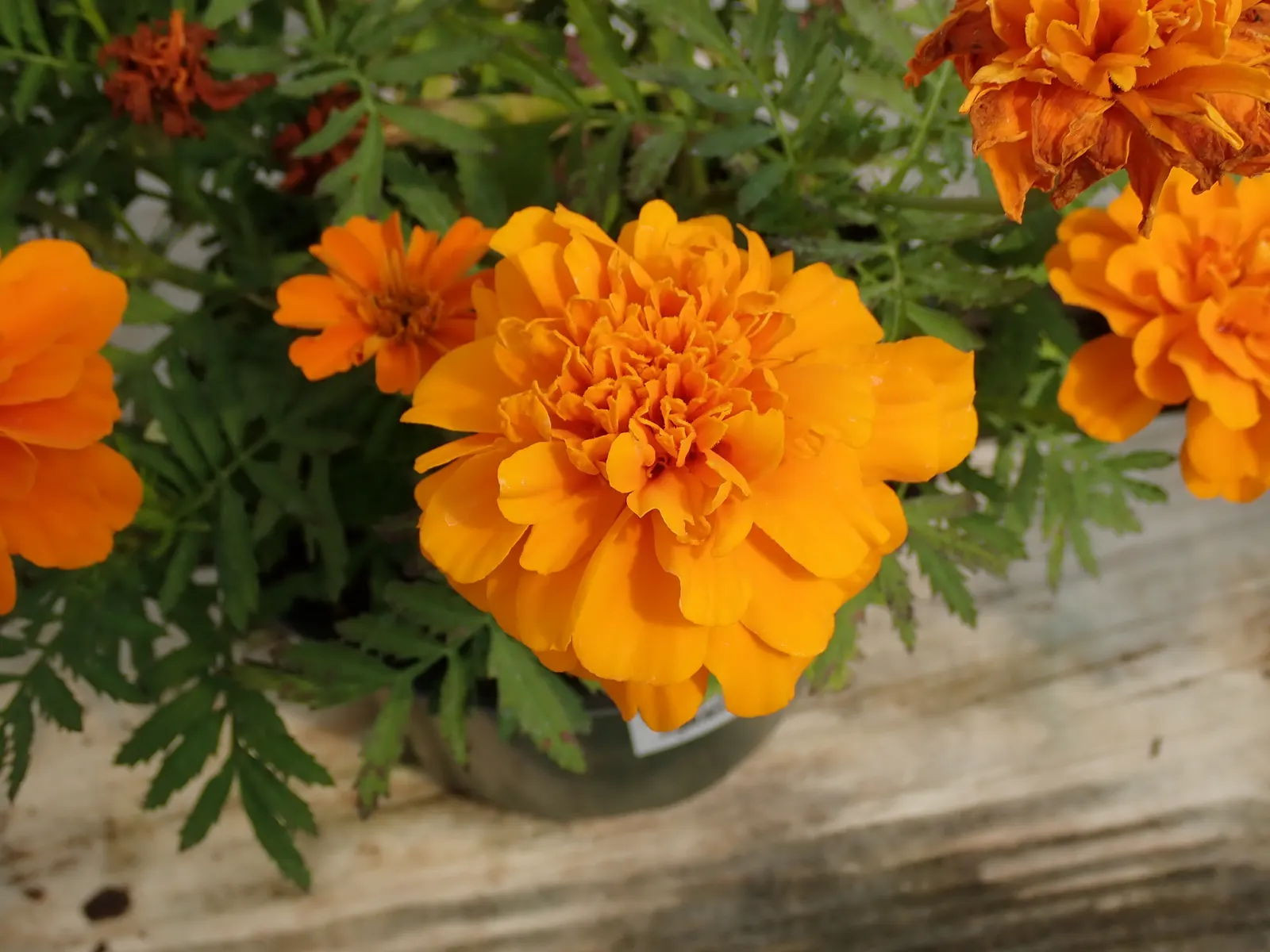 Marigold (Tagetes Hybrids) — Known for pest-repelling properties, they're a practical choice for organic gardeners; marigold (Tagetes hybrids) is a, image 42