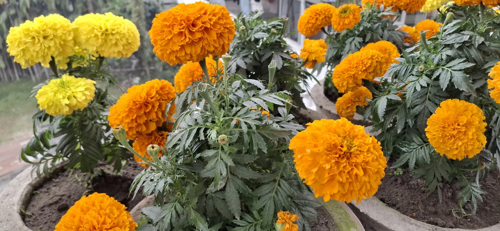 Marigold (Tagetes Hybrids) — annual bloomers offering a warm color palette from golden yellow to deep orange; known for pest-repelling properties, image 58