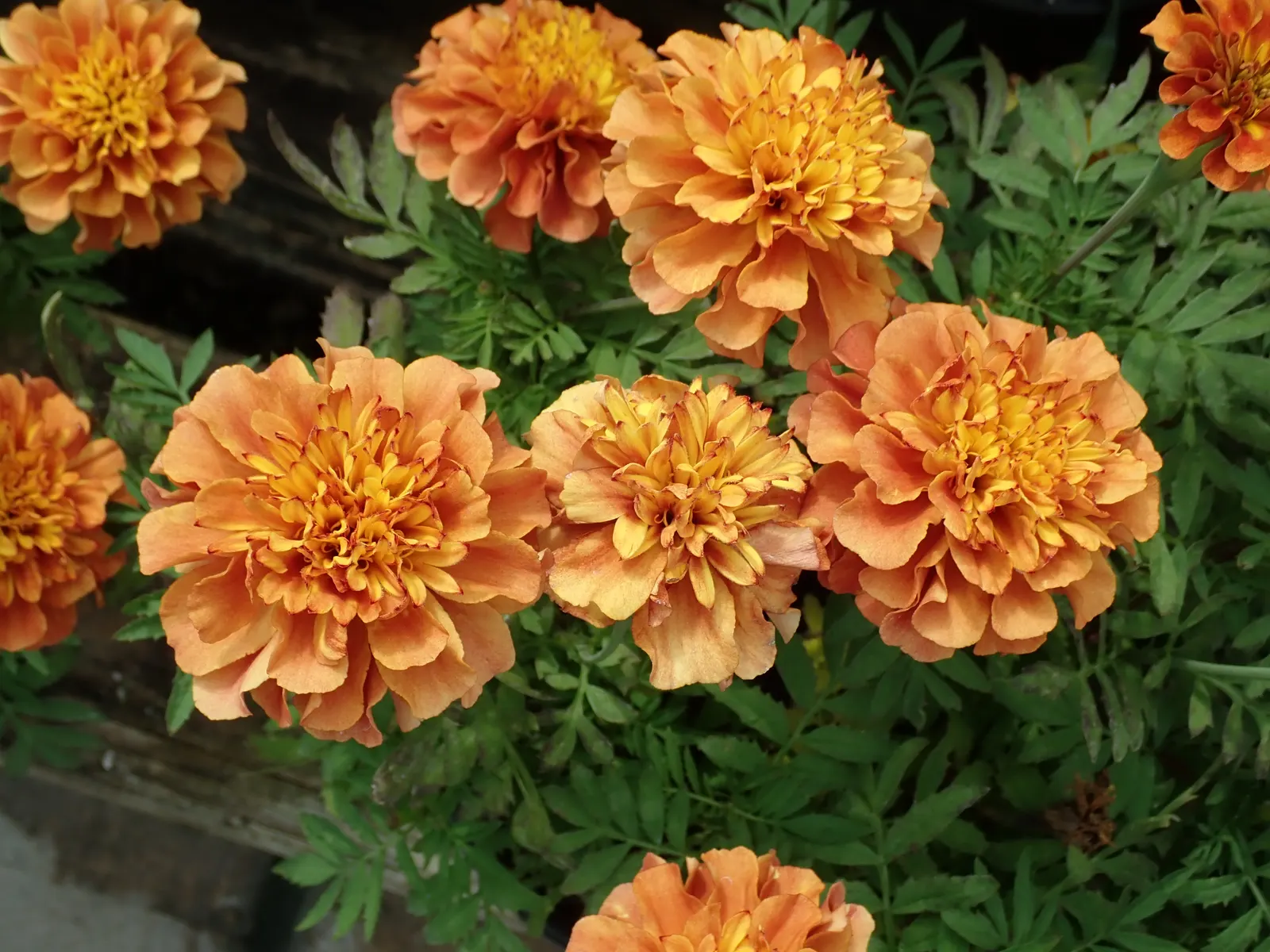 Marigold (Tagetes Hybrids) — annual bloomers offering a warm color palette from golden yellow to deep orange; known for pest-repelling properties, image 39