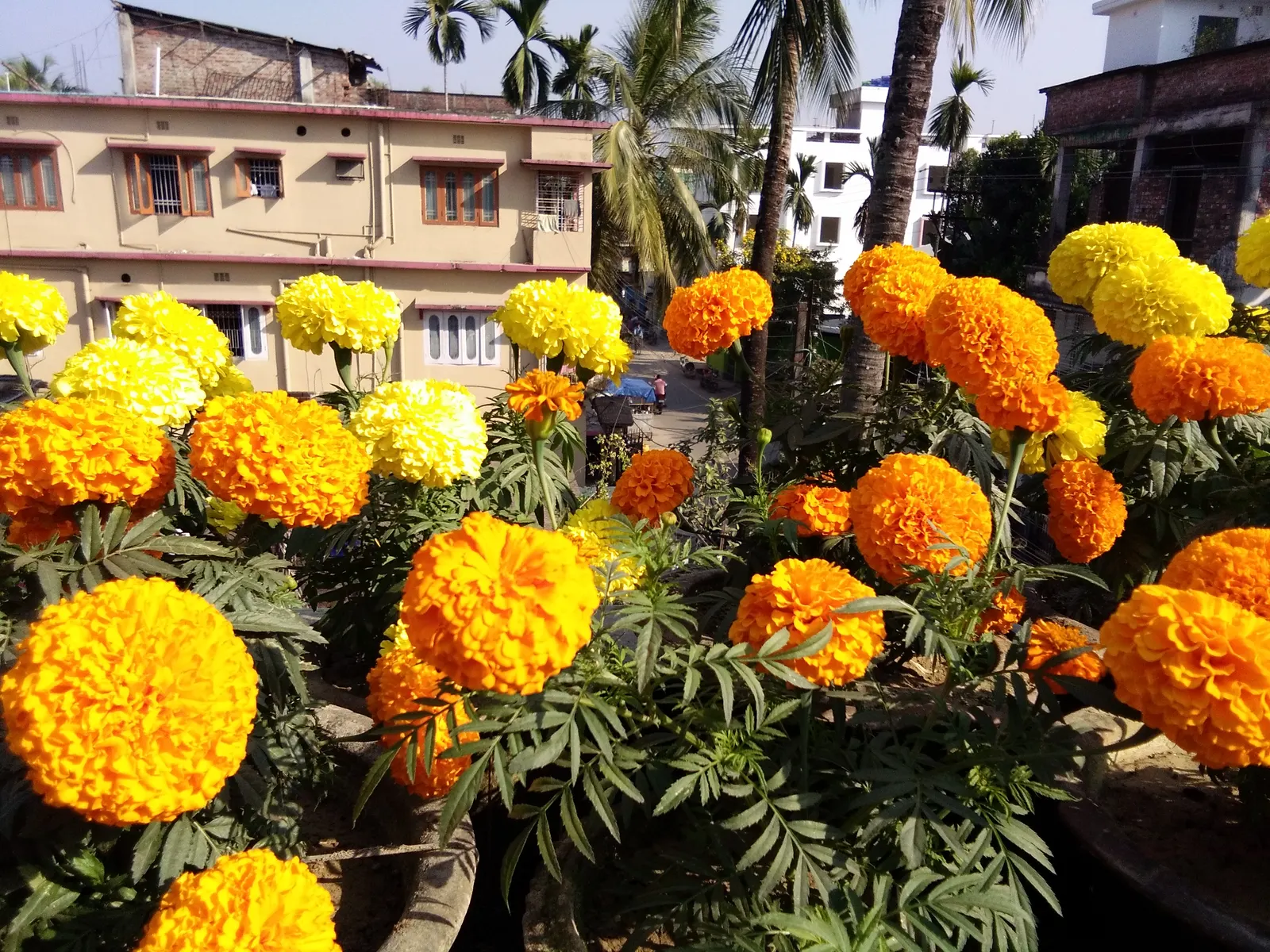 Marigold (Tagetes Hybrids) — annual with gold and yellow blooms; and can spread approximately 6 to 24 inches wide