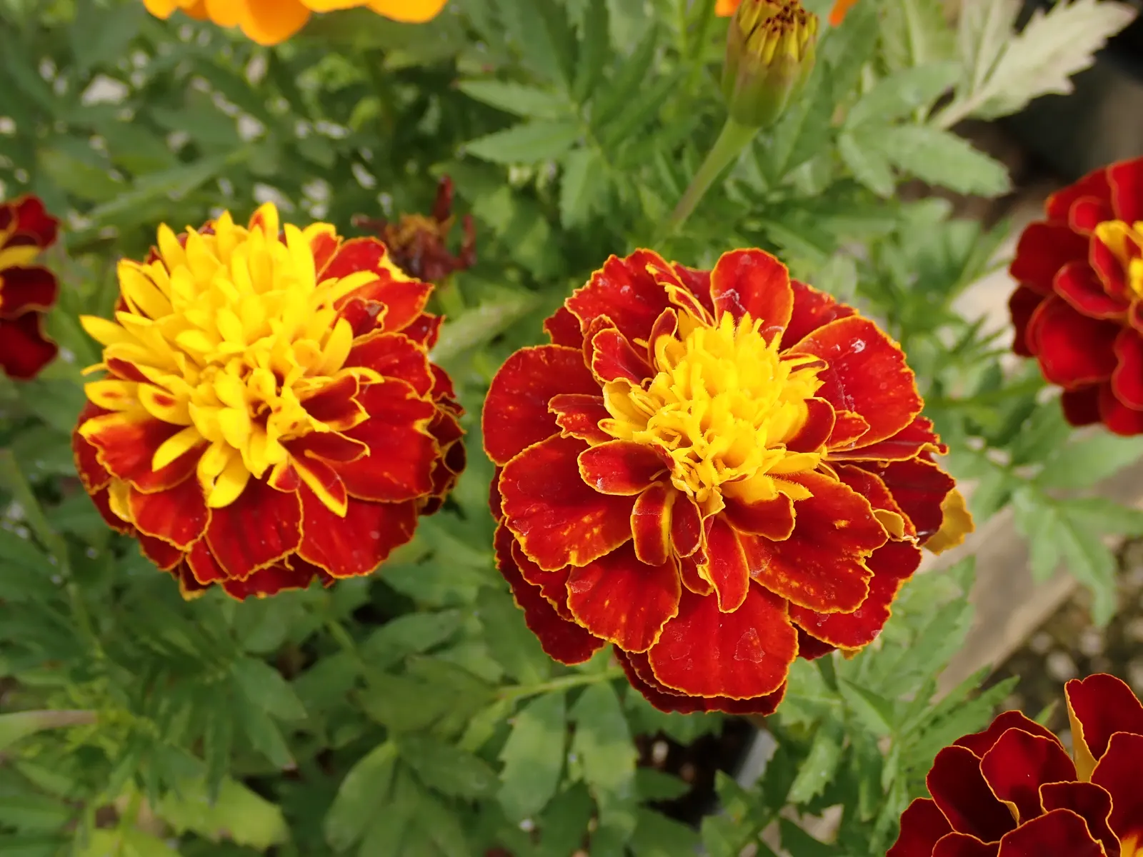 Marigold (Tagetes Hybrids) — Marigolds generally range in height from a modest 6 inches to an imposing 18 inches; their pungent scent is a natural, image 46