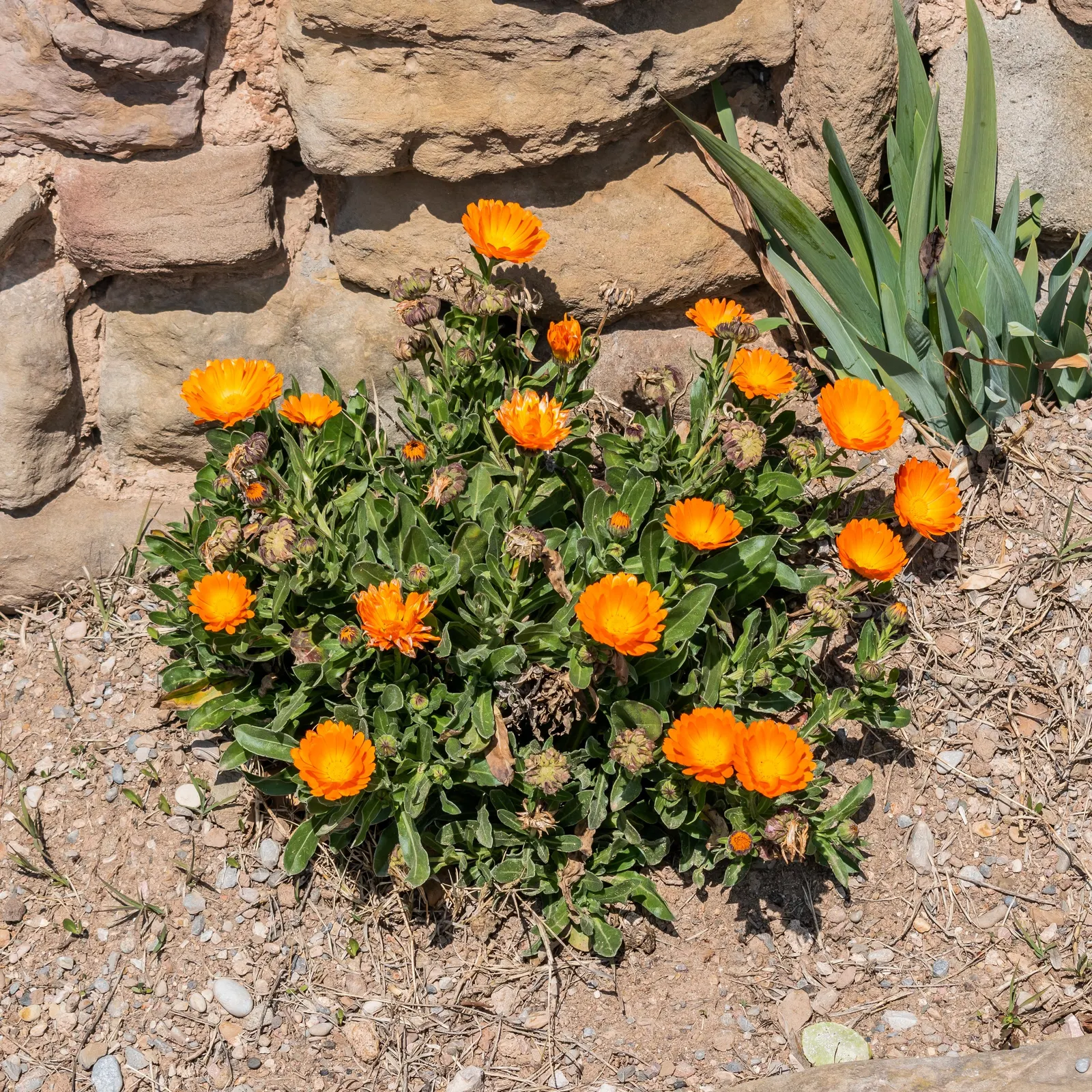 Marigold (Tagetes Hybrids) — although regular watering during prolonged dry spells will keep them thriving.<br><br>When planting; their distinctive, image 69
