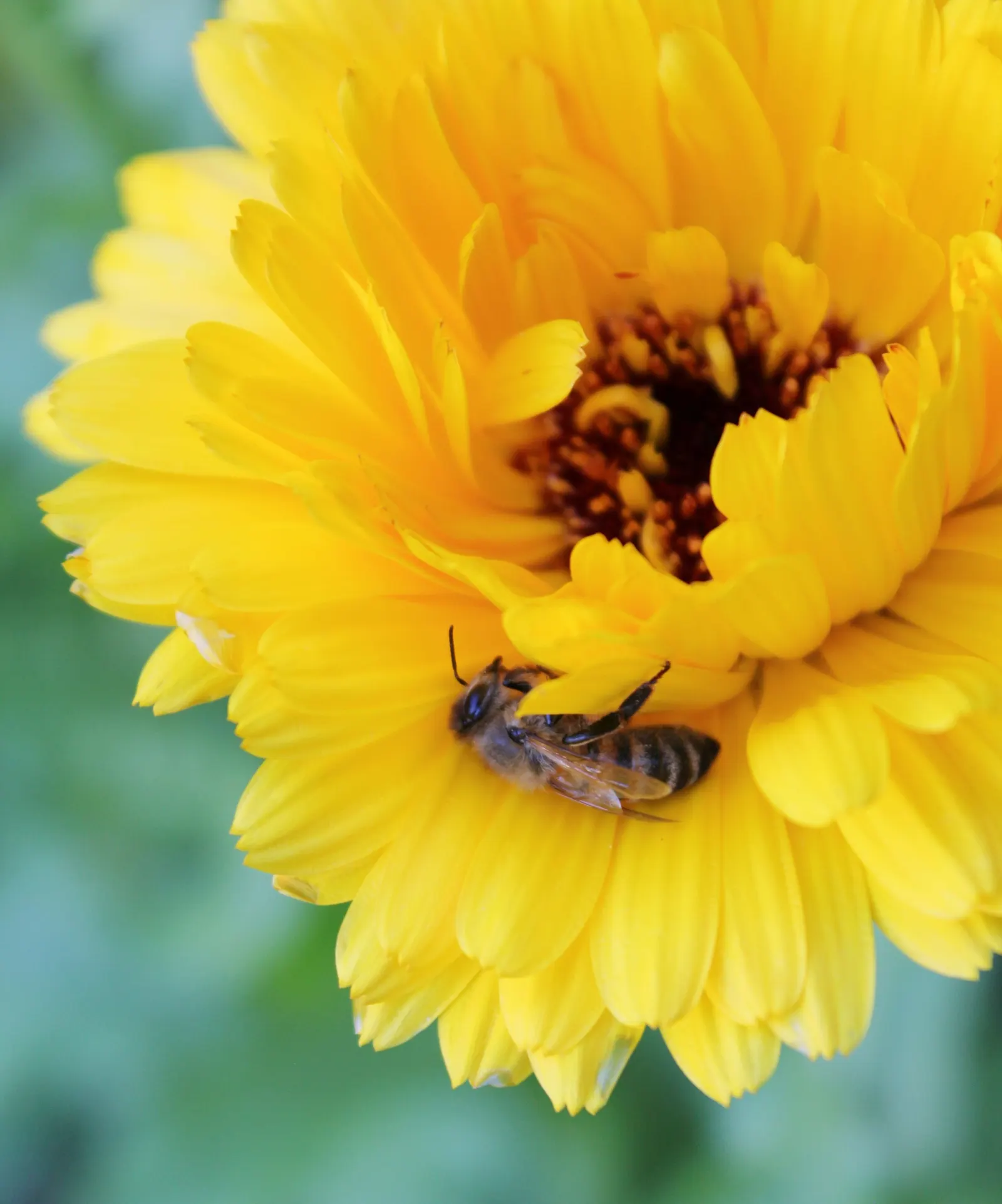Marigold (Tagetes Hybrids) — annual with gold and yellow blooms; and can spread approximately 6 to 24 inches wide, image 56