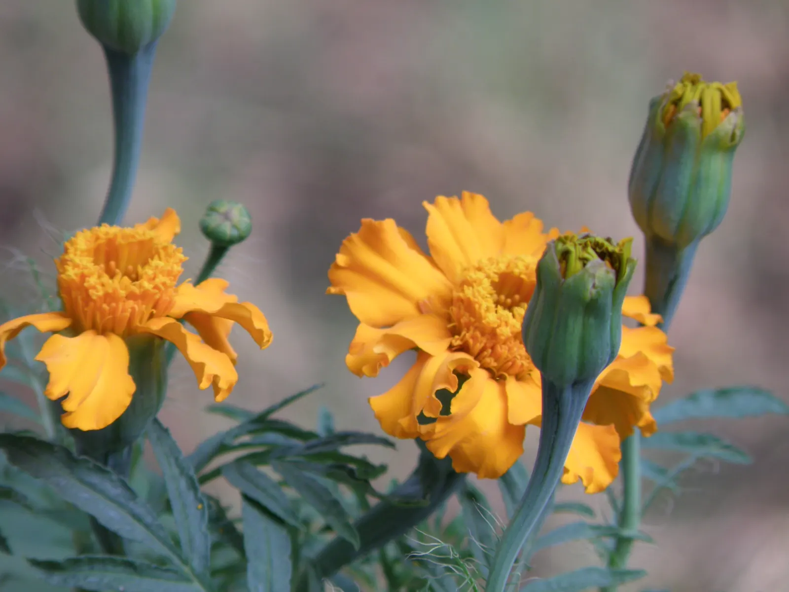 Marigold (Tagetes Hybrids) — annual bloomers offering a warm color palette from golden yellow to deep orange; known for pest-repelling properties, image 77