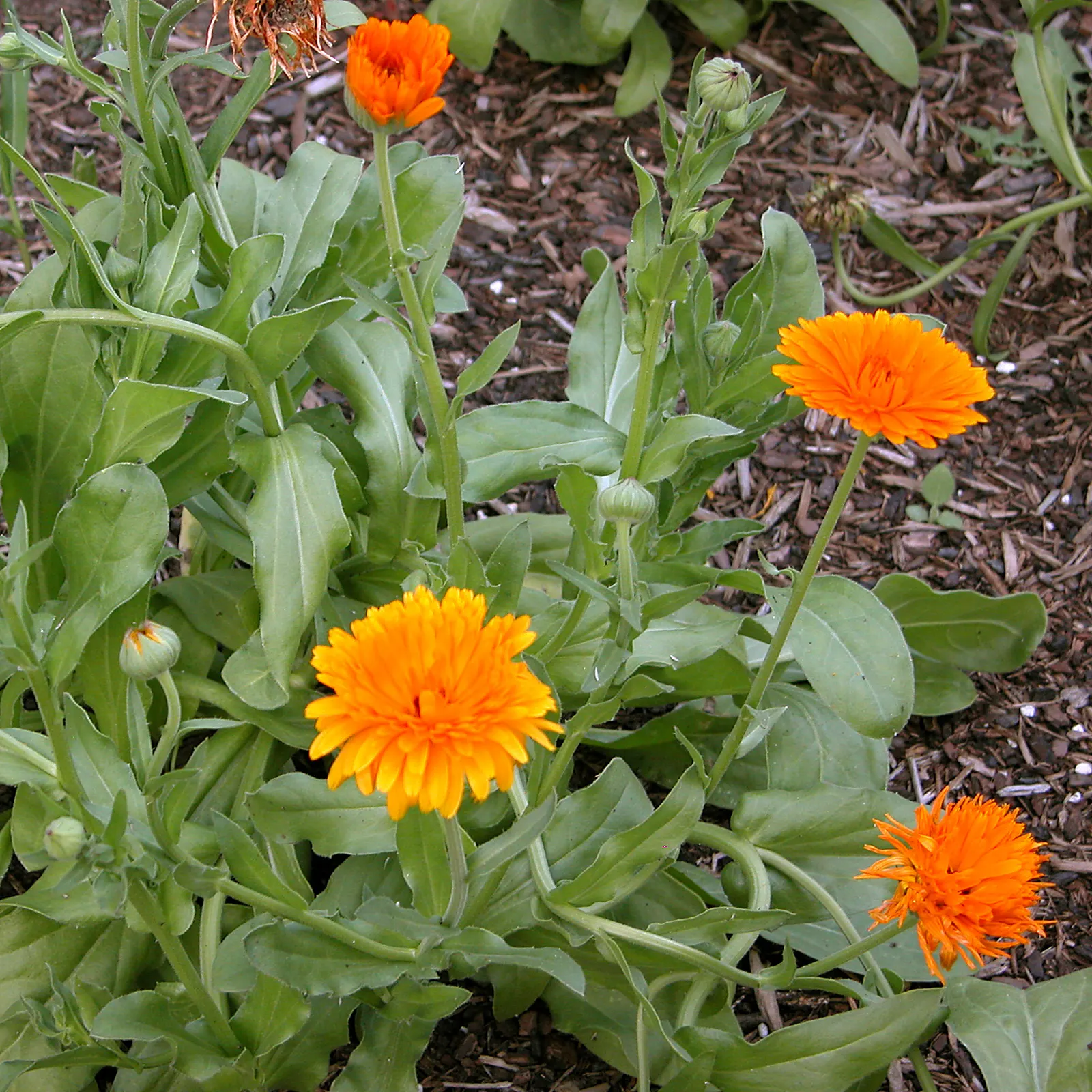 Marigold (Tagetes Hybrids) — These flowers are heat tolerant and resist drought to a degree; gold and yellow flowers in the garden, image 68