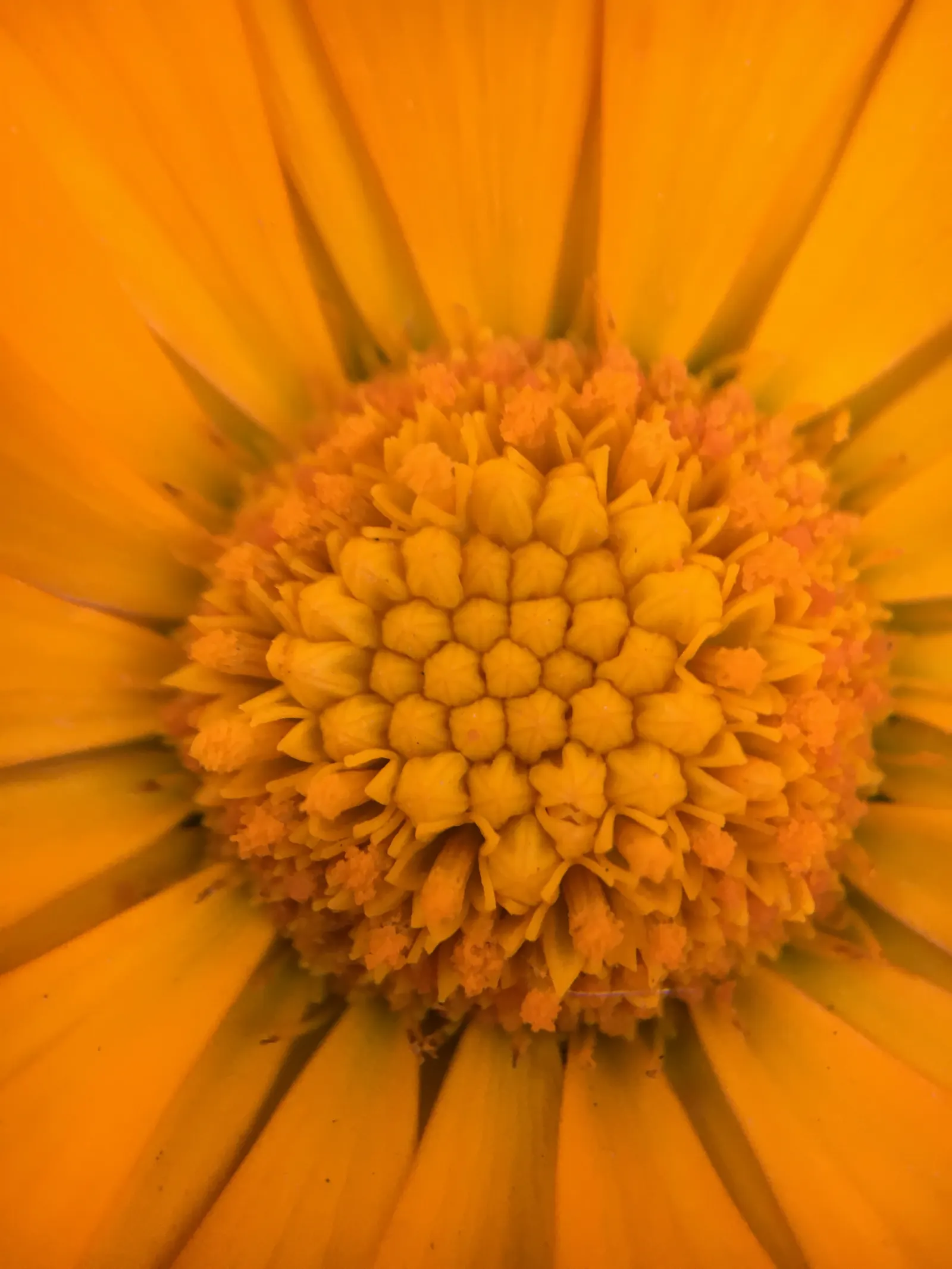 Marigold (Tagetes Hybrids) — providing long-lasting beauty and color; ensuring ample airflow to deter mildew and promote healthy growth, image 54