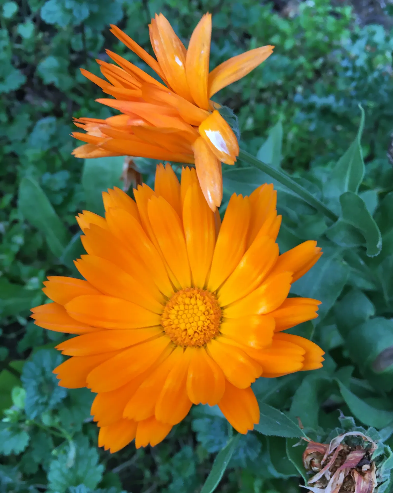 Marigold (Tagetes Hybrids) — annual for full; providing long-lasting beauty and color, image 57