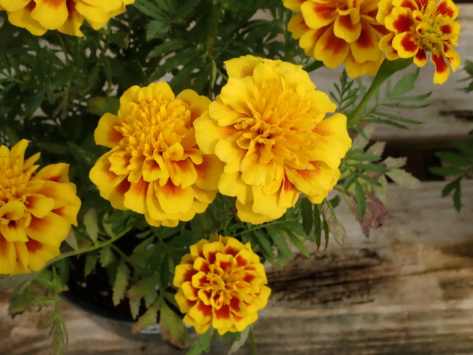 Marigold (Tagetes Hybrids) — These robust plants prefer full sun and well-drained soil, blooming from late spring until frost; annual with gold and, image 41