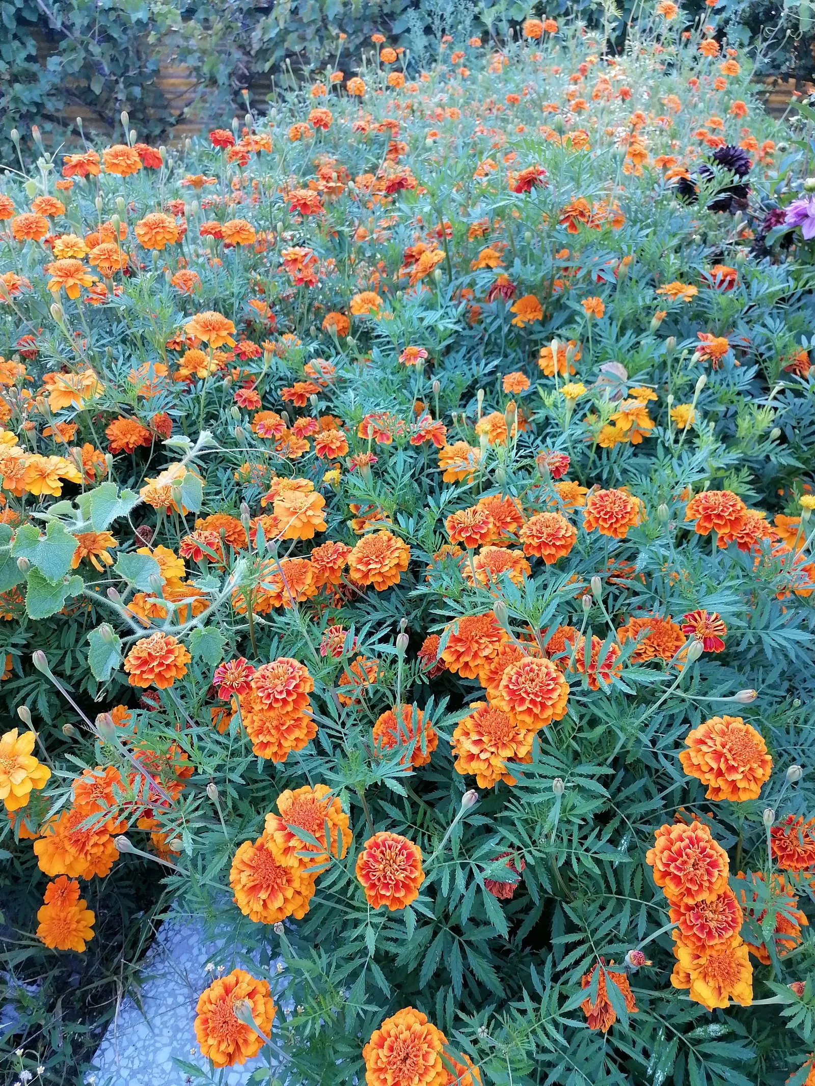 Marigold (Tagetes Hybrids) — ensuring ample airflow to deter mildew and promote healthy growth; annual for full, image 71