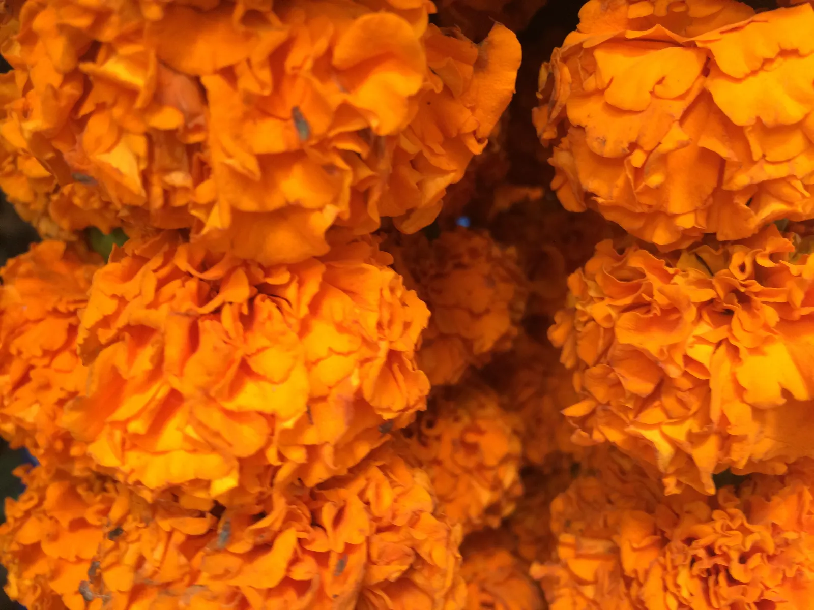 Marigold (Tagetes Hybrids) — annual with gold and yellow blooms; and can spread approximately 6 to 24 inches wide, image 75