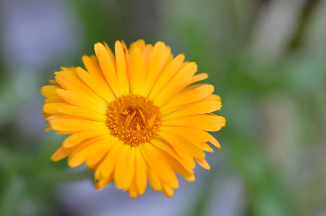 Marigold (Tagetes Hybrids) — These robust plants prefer full sun and well-drained soil, blooming from late spring until frost; annual with gold and, image 79