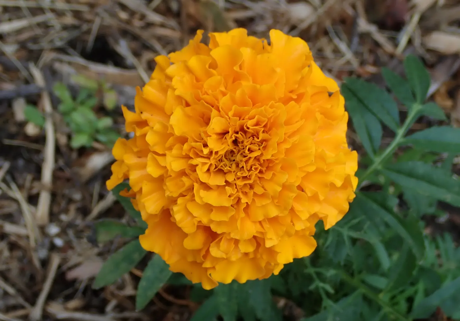 Marigold (Tagetes Hybrids) — annual for full; providing long-lasting beauty and color