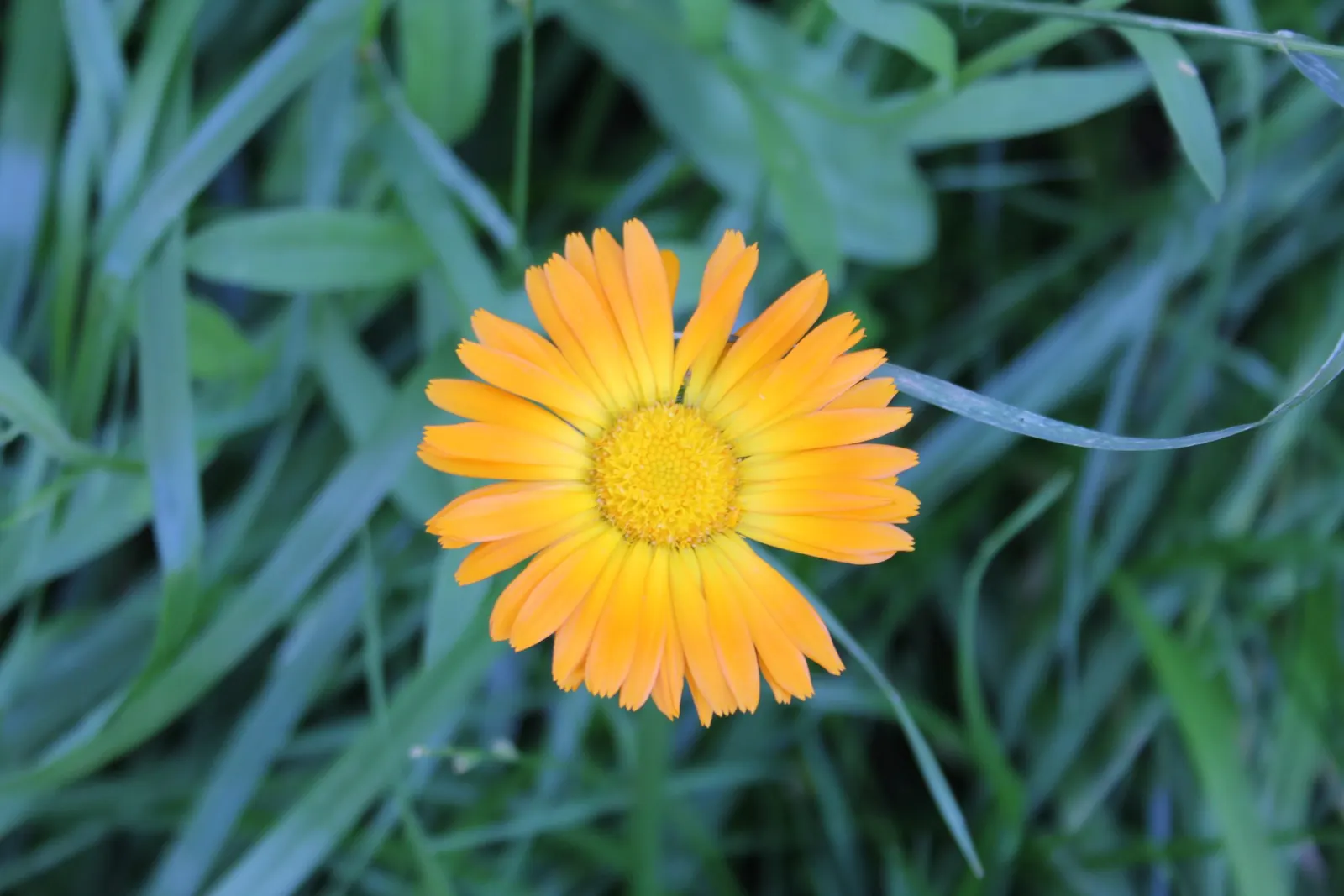 Marigold (Tagetes Hybrids) — They prefer well-drained soil and thrive in full sunlight, defined as at least 6 hours of direct sun daily, image 48