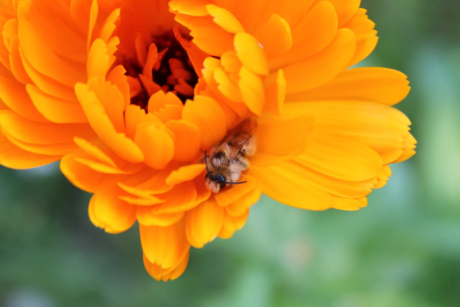 Marigold (Tagetes Hybrids) — gold and yellow flowers in the garden; common heights range from 6 to 24 inches, appealing for borders, beds, and, image 55