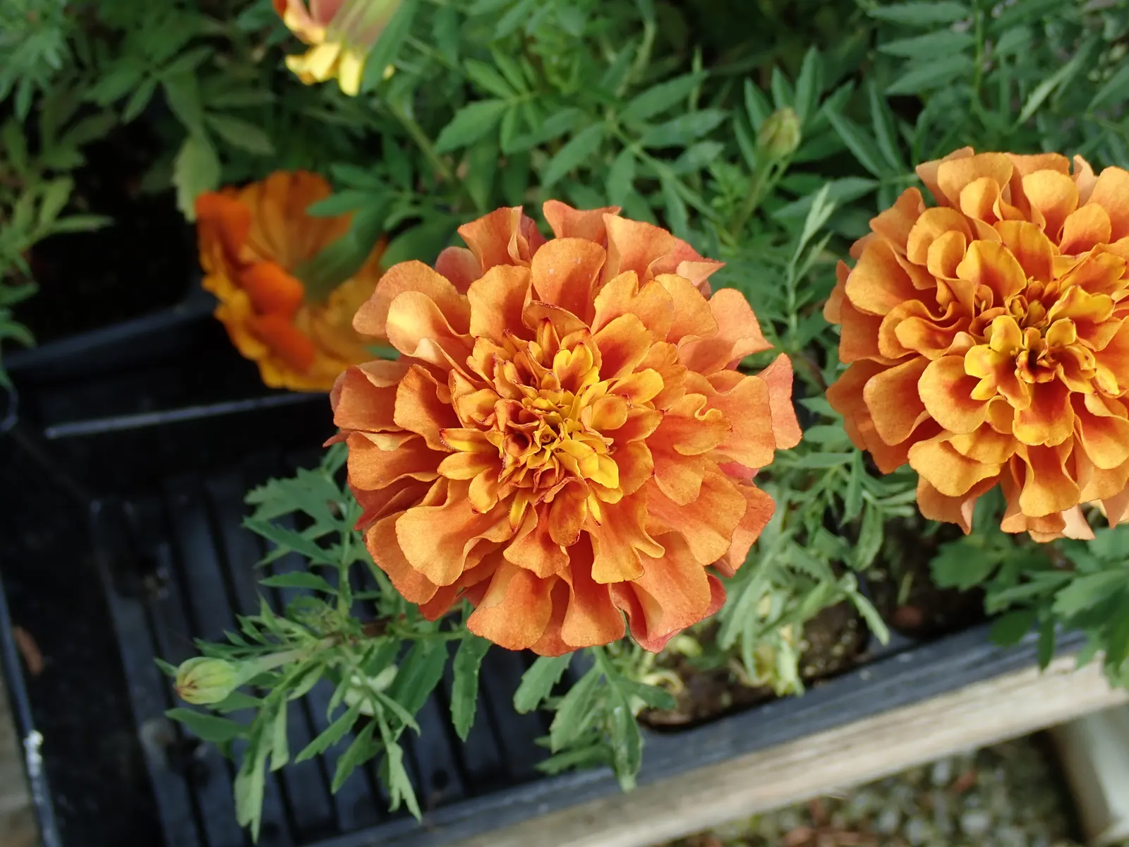 Marigold (Tagetes Hybrids) — and can spread approximately 6 to 24 inches wide; these robust plants prefer full sun and well-drained soil, blooming, image 47