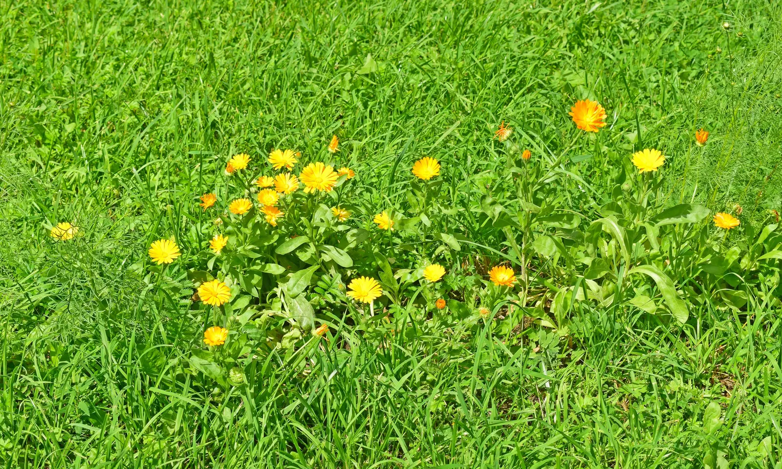 Marigold (Tagetes Hybrids) — Marigolds generally range in height from a modest 6 inches to an imposing 18 inches; their pungent scent is a natural, image 65