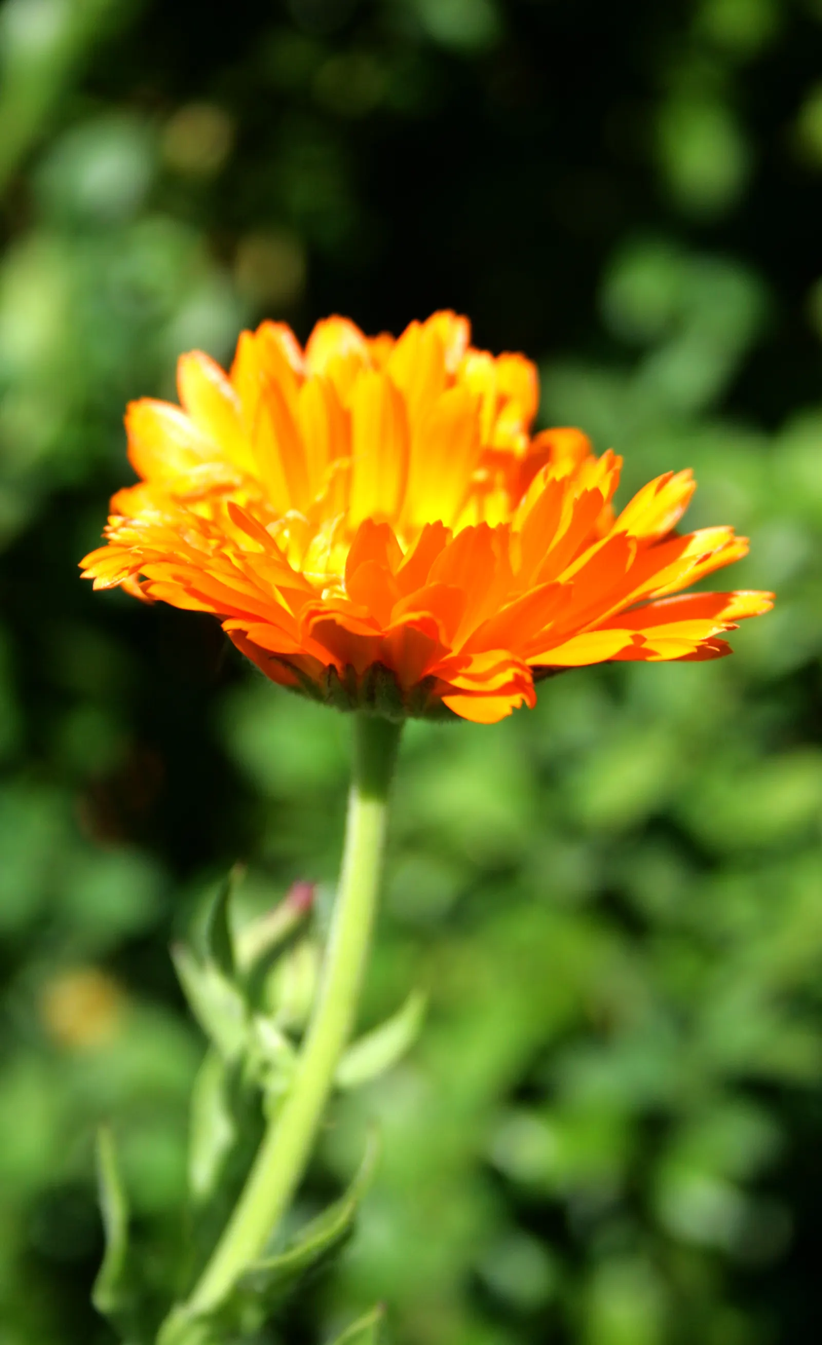 Marigold (Tagetes Hybrids) — They prefer well-drained soil and thrive in full sunlight, defined as at least 6 hours of direct sun daily, image 67