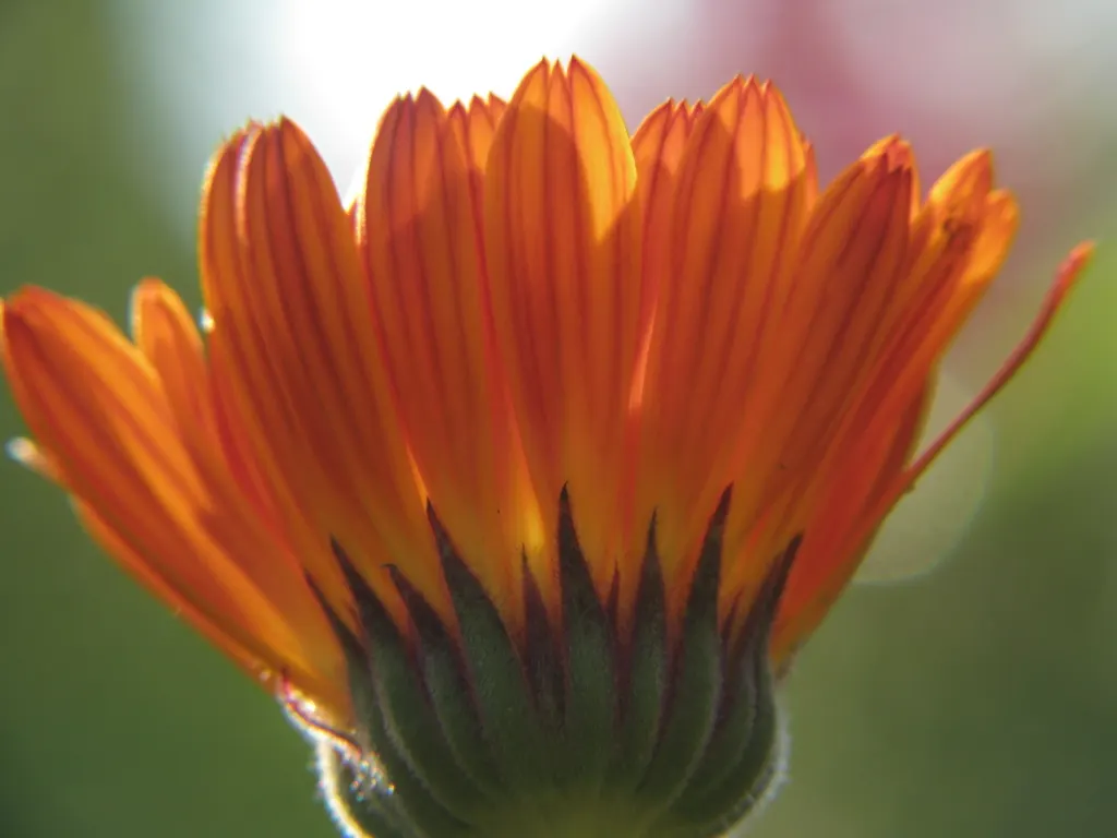 Marigold (Tagetes Hybrids) — Common heights range from 6 to 24 inches, appealing for borders, beds, and container accents; these flowers are heat, image 59