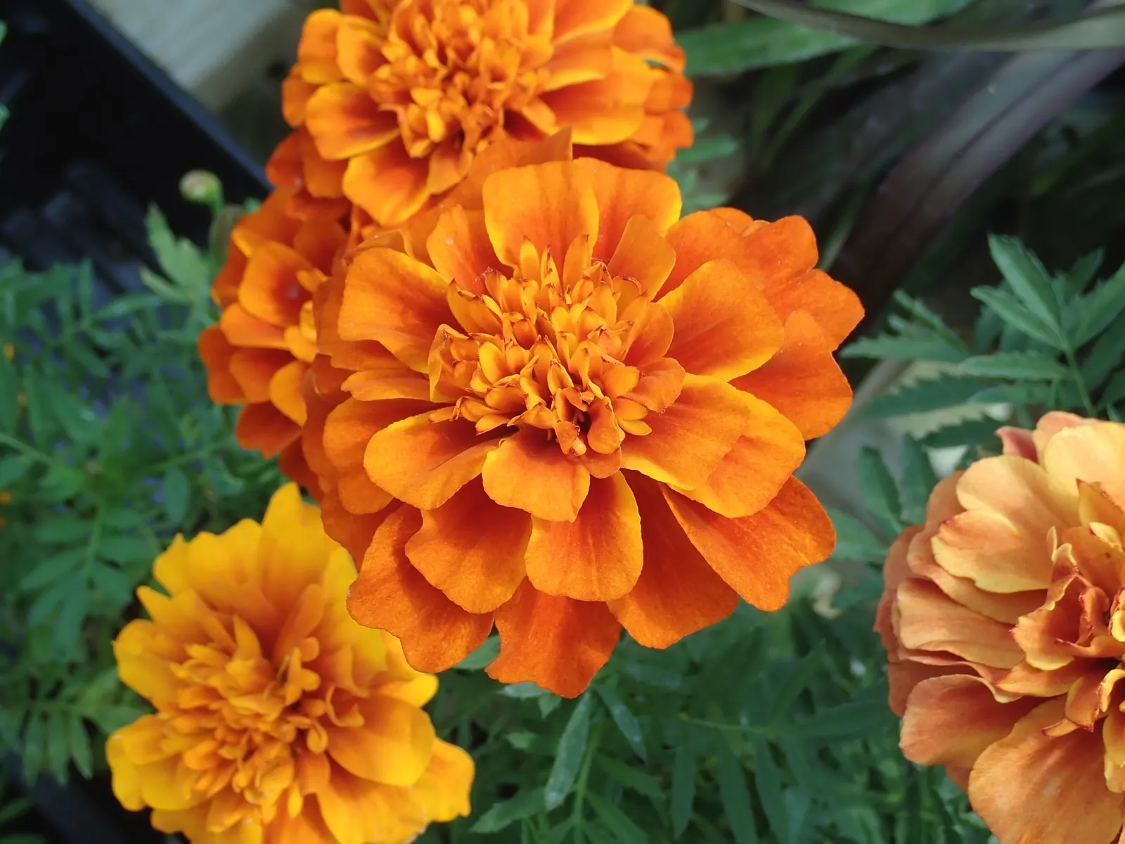 Marigold (Tagetes Hybrids) — Marigold (Tagetes hybrids) is a vibrant annual bloom that brings a splash of color to any landscape design; annual, image 44