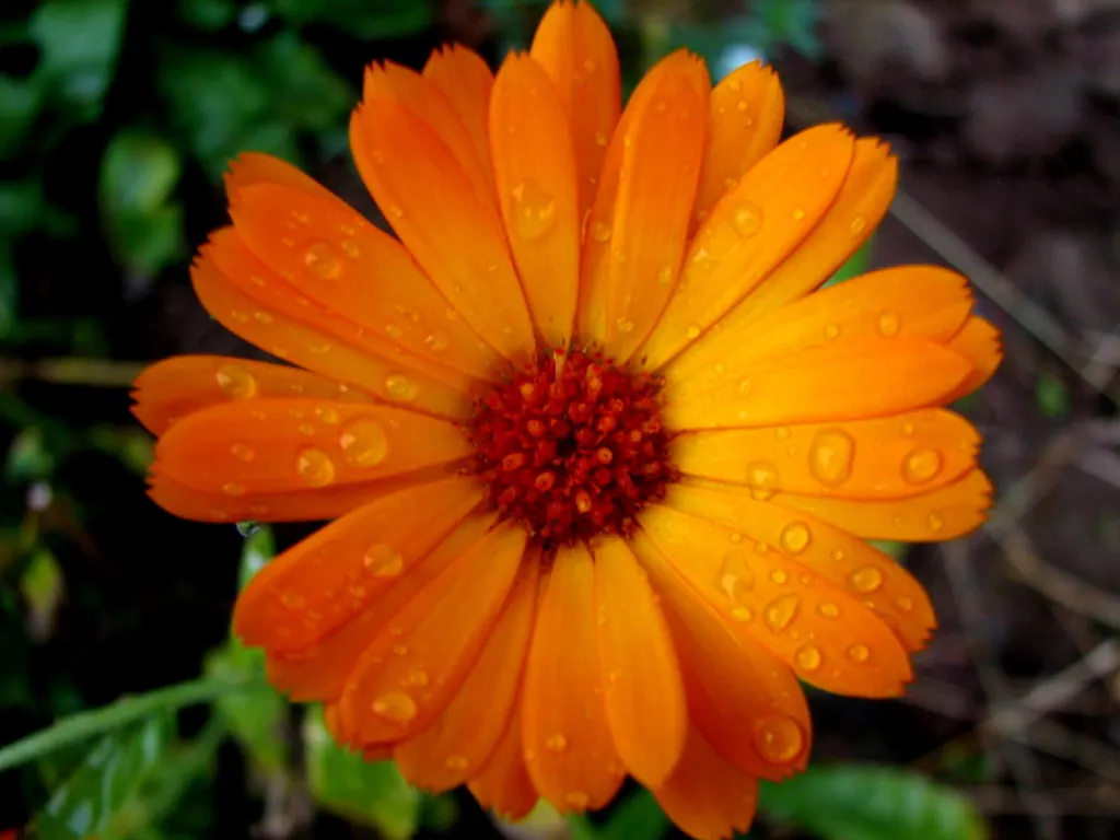 Marigold (Tagetes Hybrids) — annual for full; providing long-lasting beauty and color, image 76