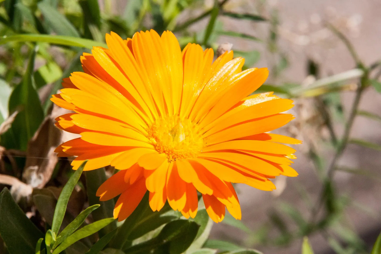 Marigold (Tagetes Hybrids) — These robust plants prefer full sun and well-drained soil, blooming from late spring until frost; annual with gold and, image 60