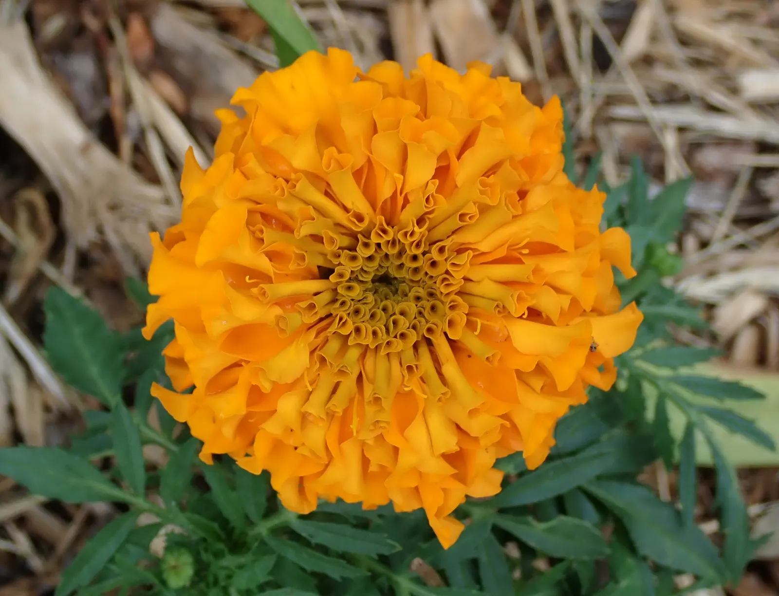 Marigold (Tagetes Hybrids) — Common heights range from 6 to 24 inches, appealing for borders, beds, and container accents; these flowers are heat, image 40
