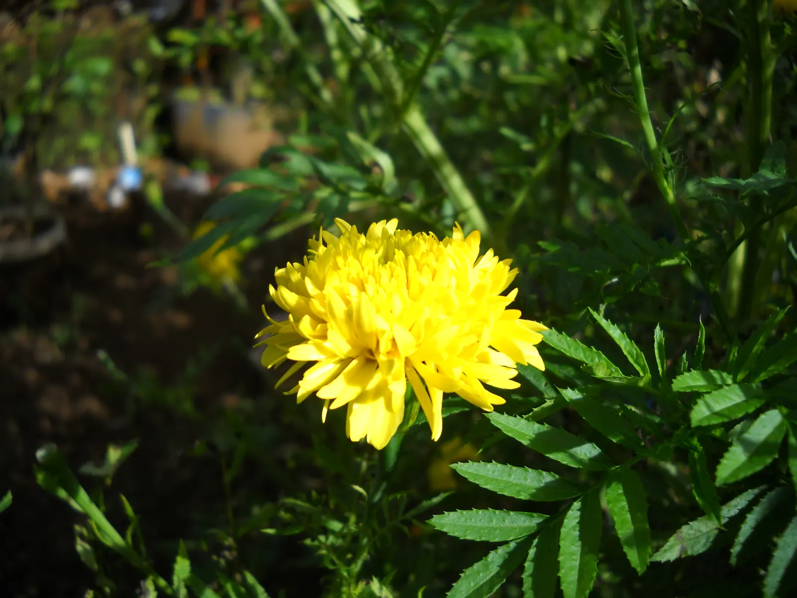Marigold (Tagetes Hybrids) — and can spread approximately 6 to 24 inches wide; these robust plants prefer full sun and well-drained soil, blooming, image 66