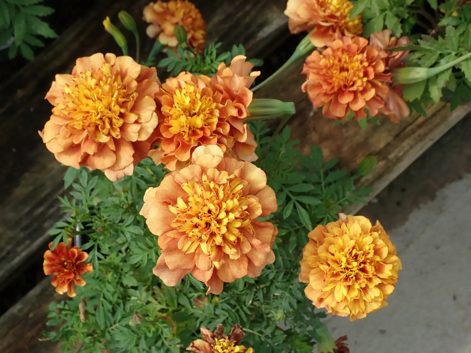 Marigold (Tagetes Hybrids) — Their distinctive scent and prolific nature make them a staple in many landscapes; marigolds should be spaced about 8, image 43