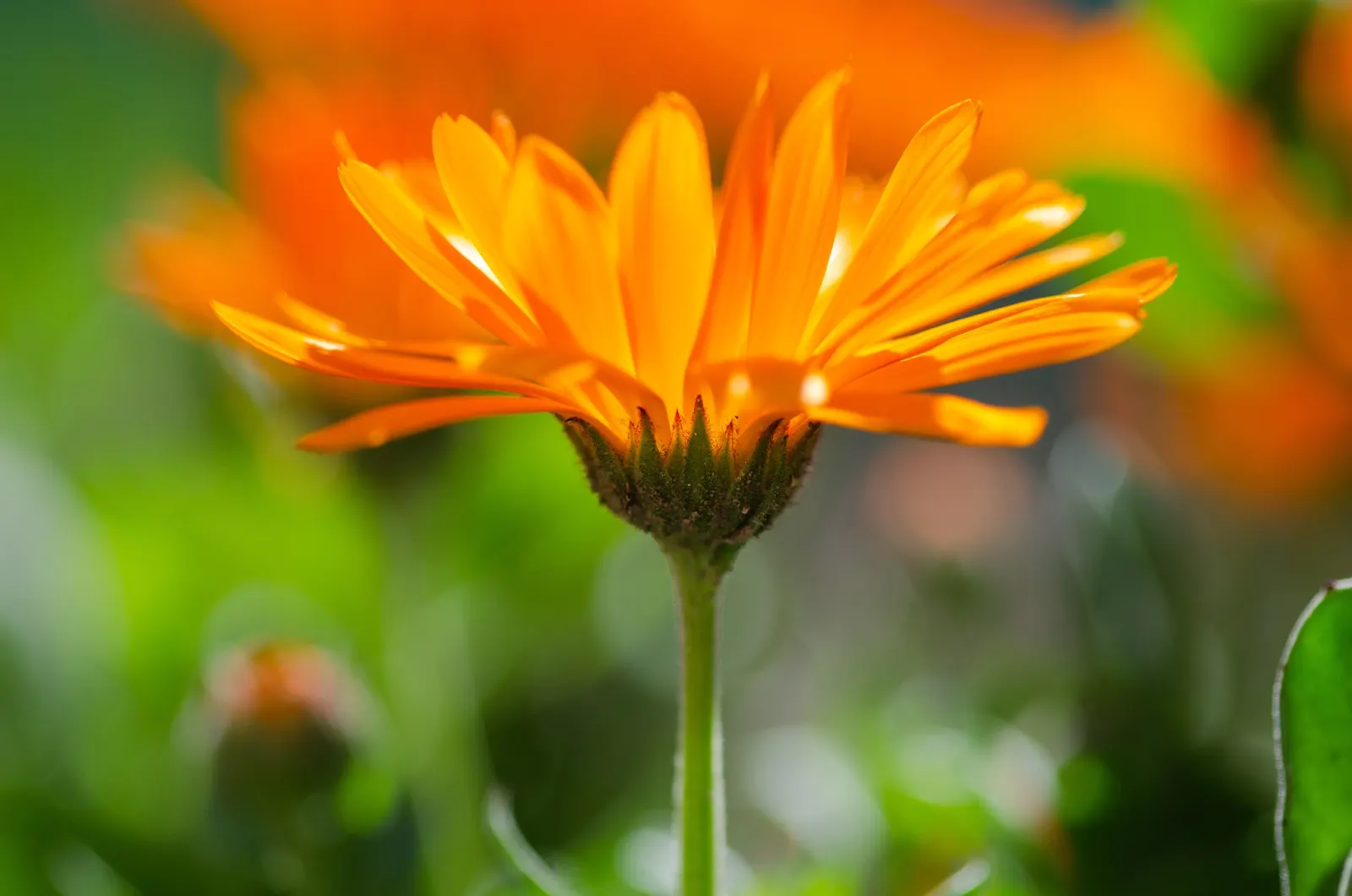 Marigold (Tagetes Hybrids) — Marigold (Tagetes hybrids) is a vibrant annual bloom that brings a splash of color to any landscape design; annual, image 63