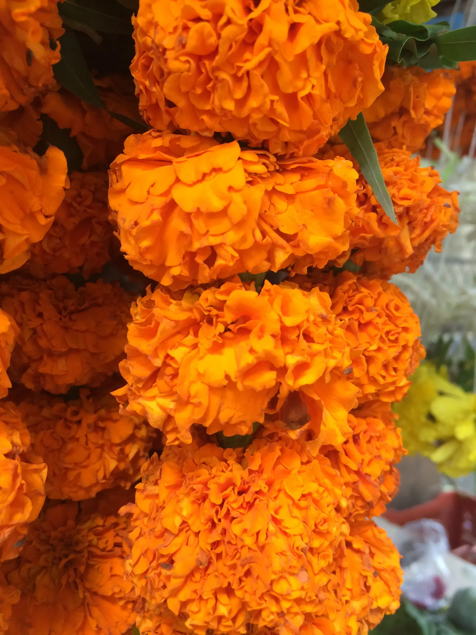Marigold (Tagetes Hybrids) — Common heights range from 6 to 24 inches, appealing for borders, beds, and container accents; these flowers are heat, image 78