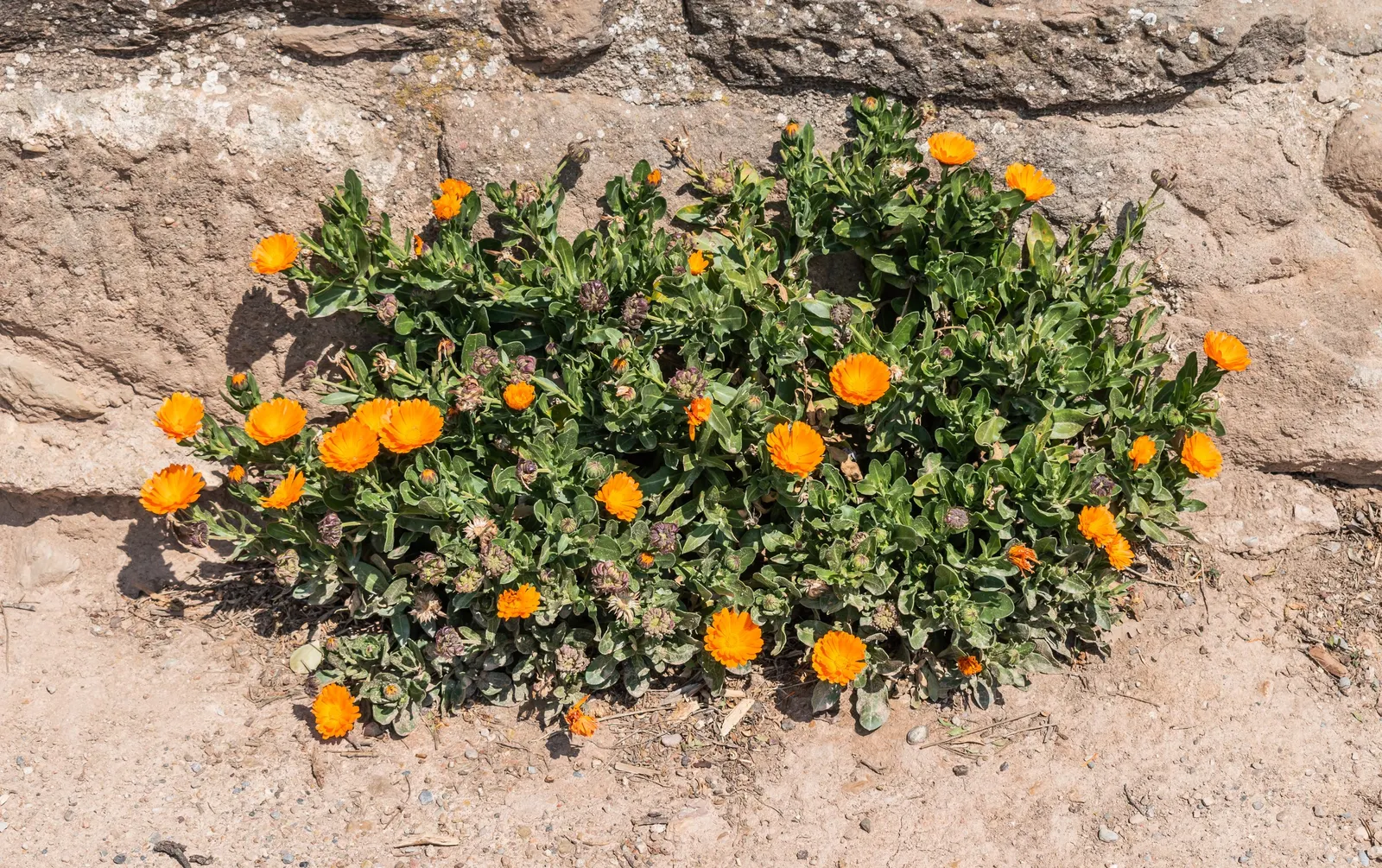 Marigold (Tagetes Hybrids) — marigolds should be spaced about 8 to 10 inches apart; although regular watering during prolonged dry spells will keep, image 70